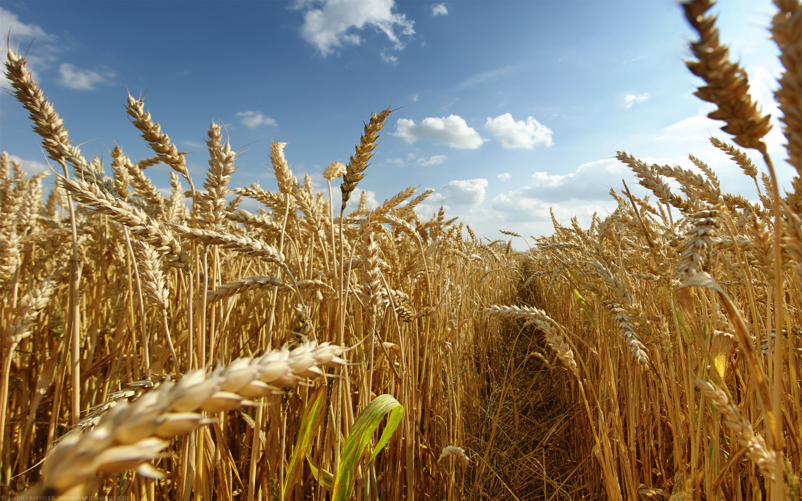 nature, fields, wheat, grain - desktop wallpaper