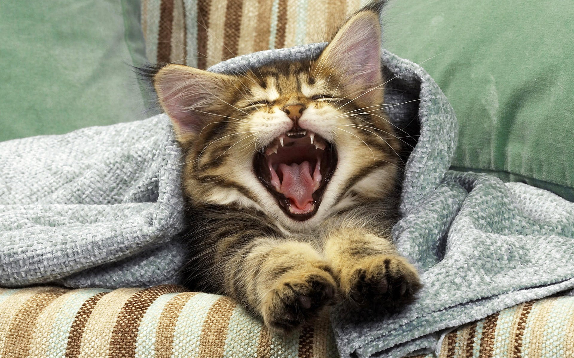cats, animals, sweets (candies), yawns - desktop wallpaper