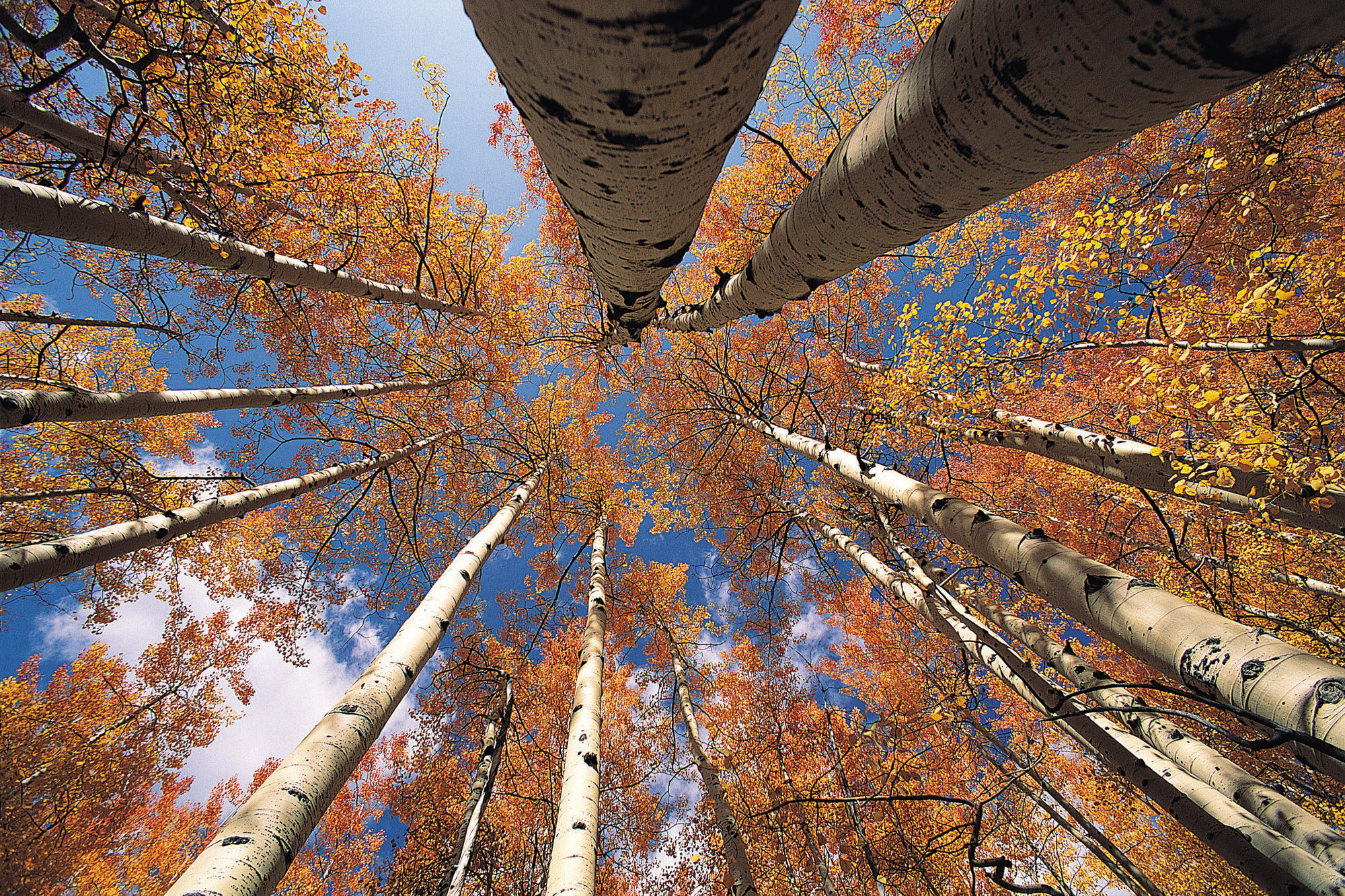 trees - desktop wallpaper