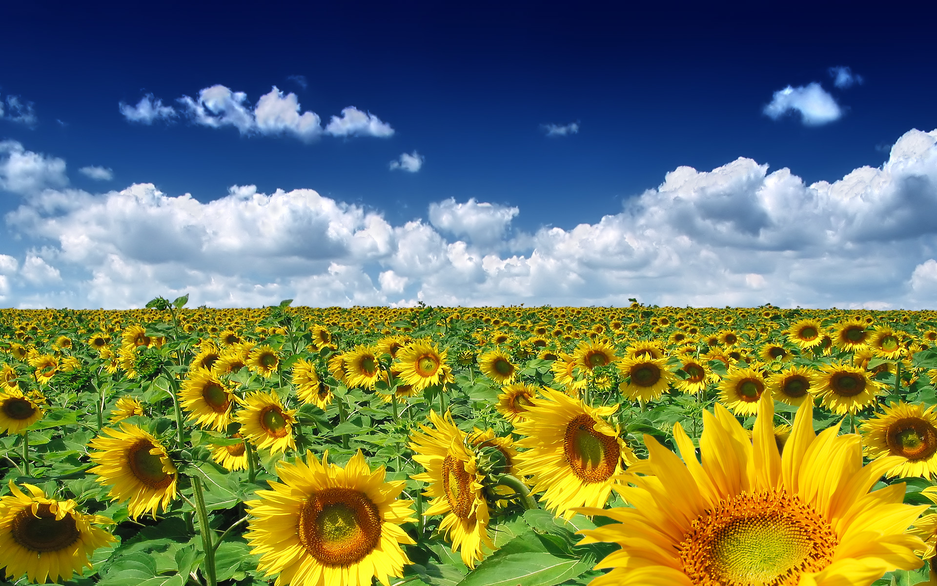 clouds, nature, sunflowers - desktop wallpaper