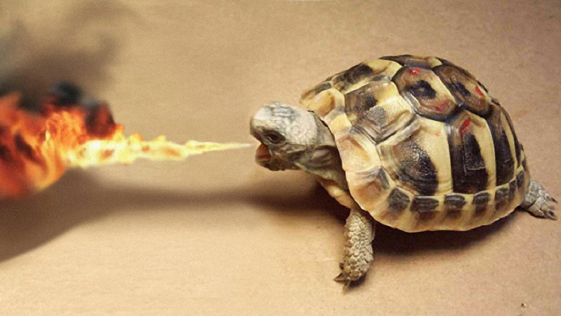 fire, turtles, artwork - desktop wallpaper