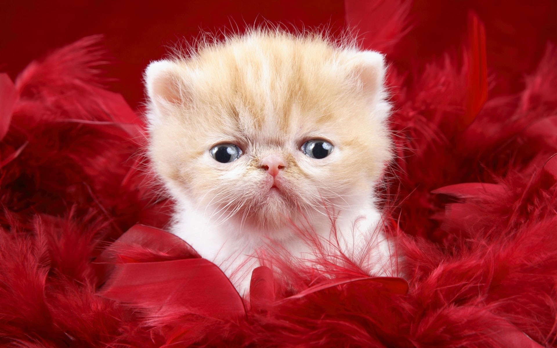 cats, animals, derp, kittens - desktop wallpaper