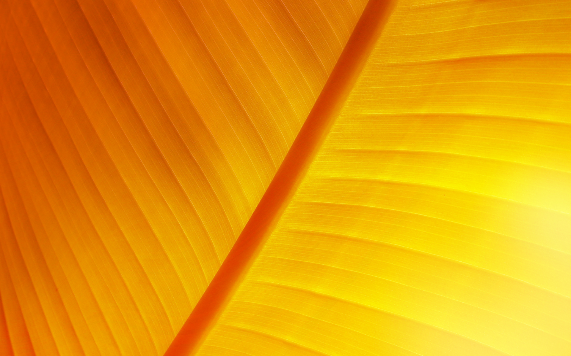 yellow, orange, leaves, NERV - desktop wallpaper