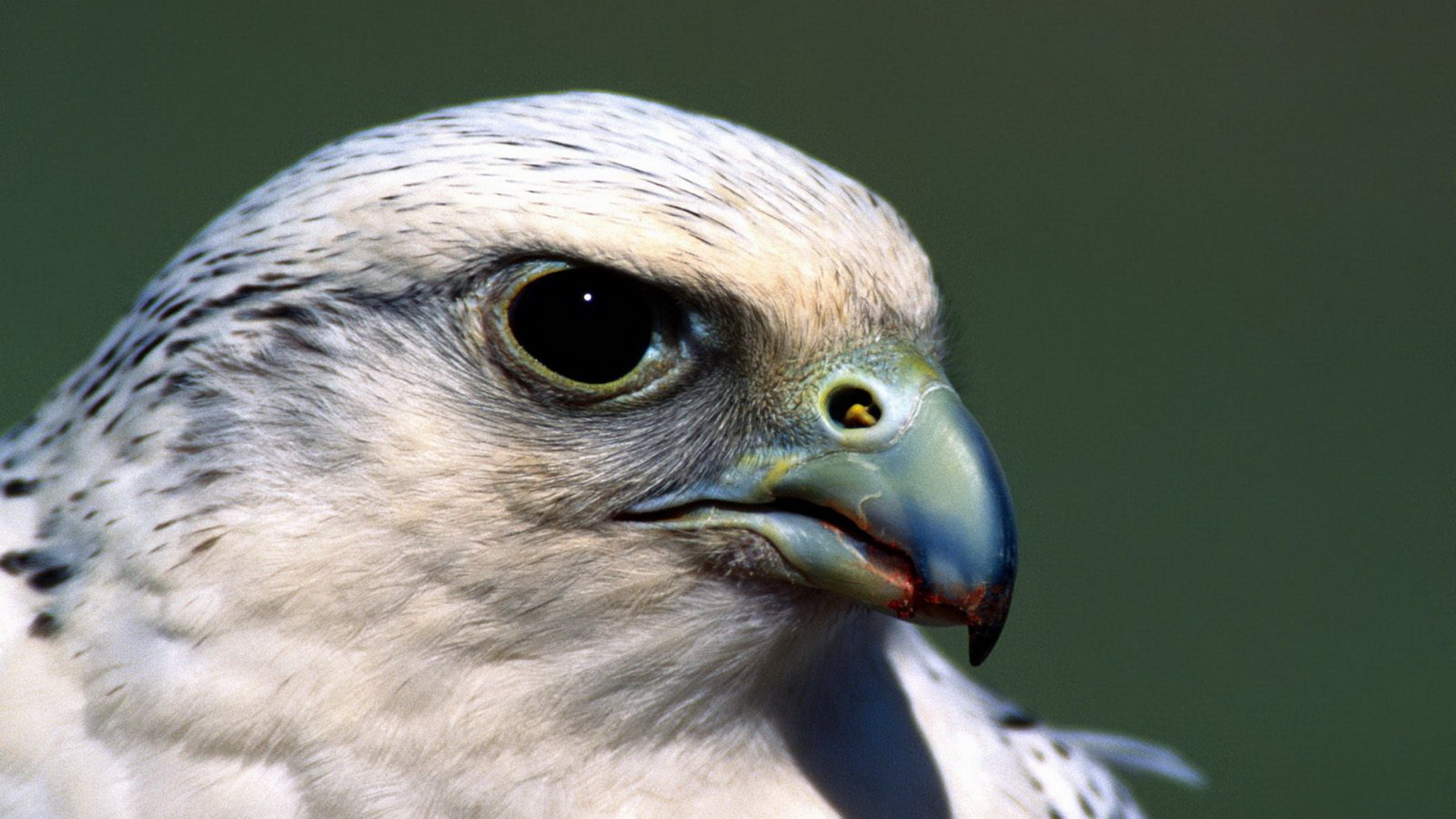 birds, hawks - desktop wallpaper