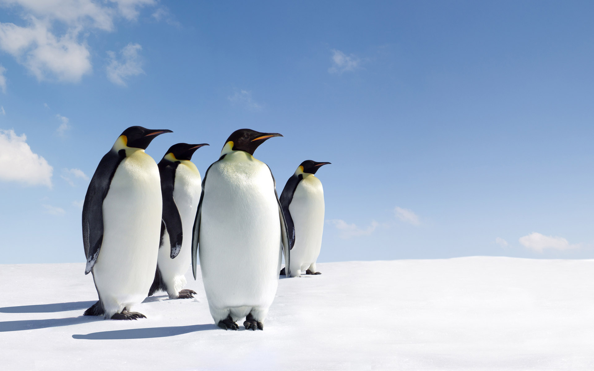 ice, snow, penguins - desktop wallpaper