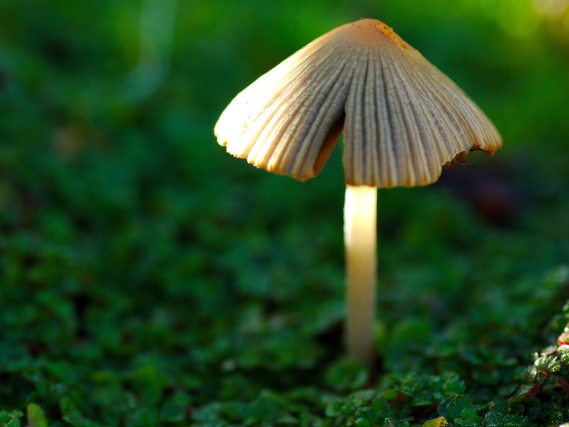 close-up, mushrooms - desktop wallpaper