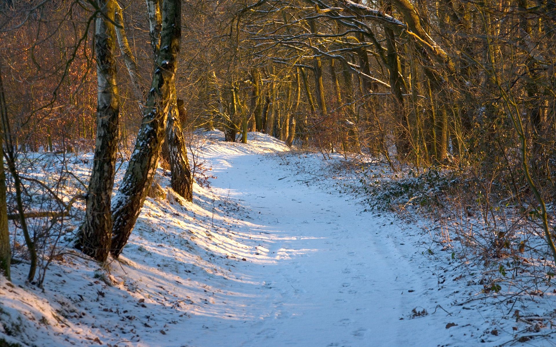nature, snow, forests, snow landscapes - desktop wallpaper