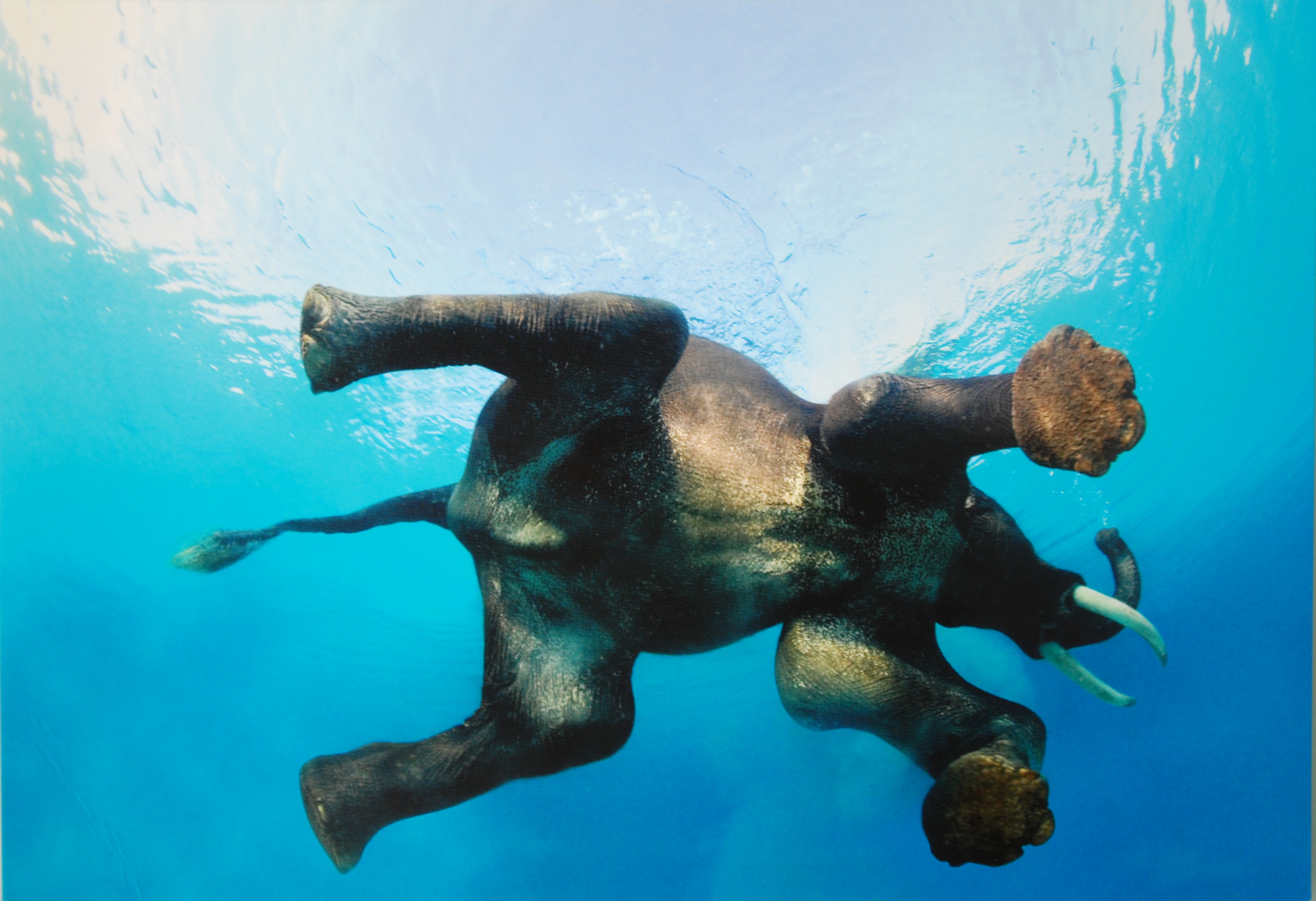 swimming, elephants - desktop wallpaper