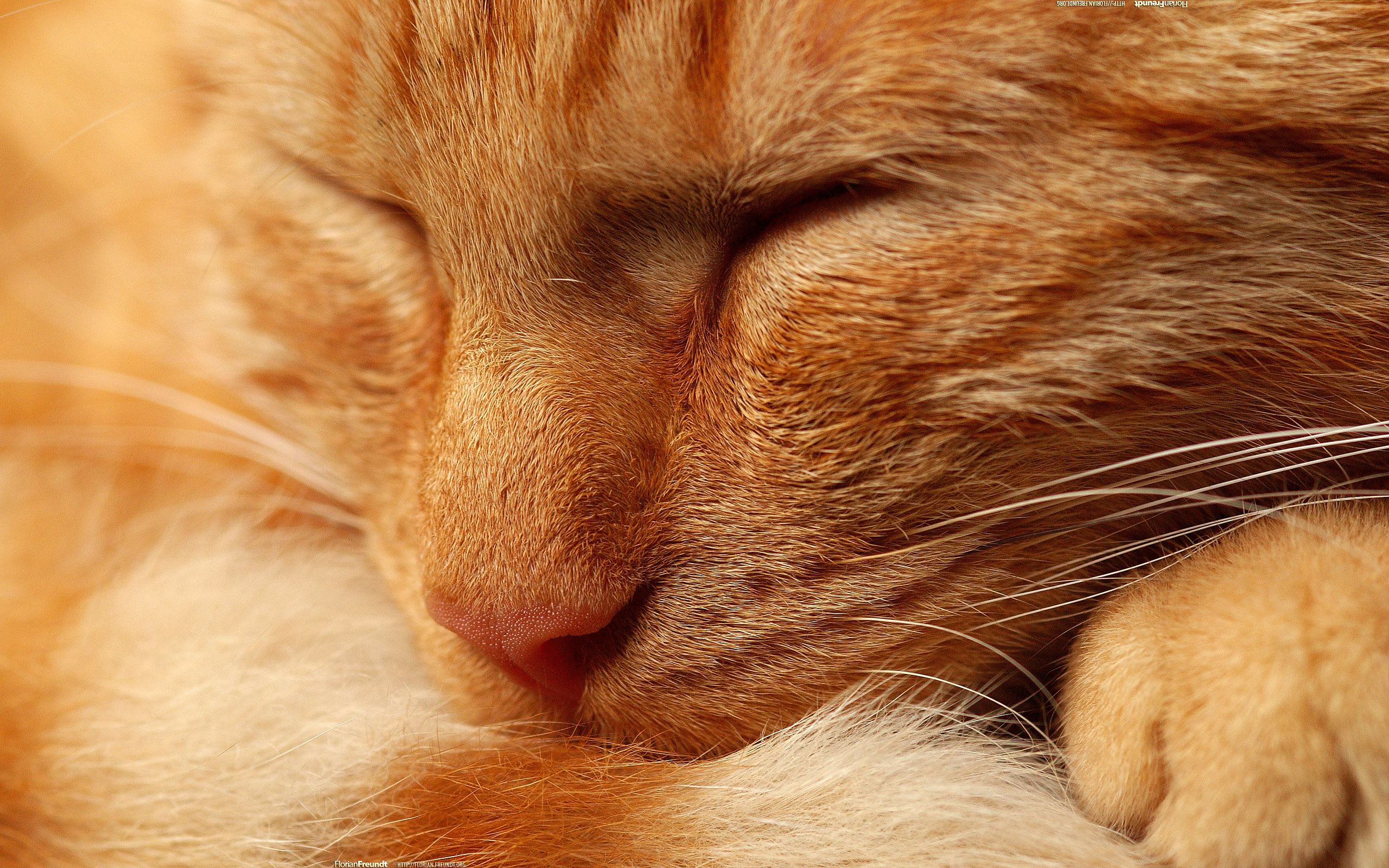 close-up, cats, animals, kittens, closed eyes - desktop wallpaper