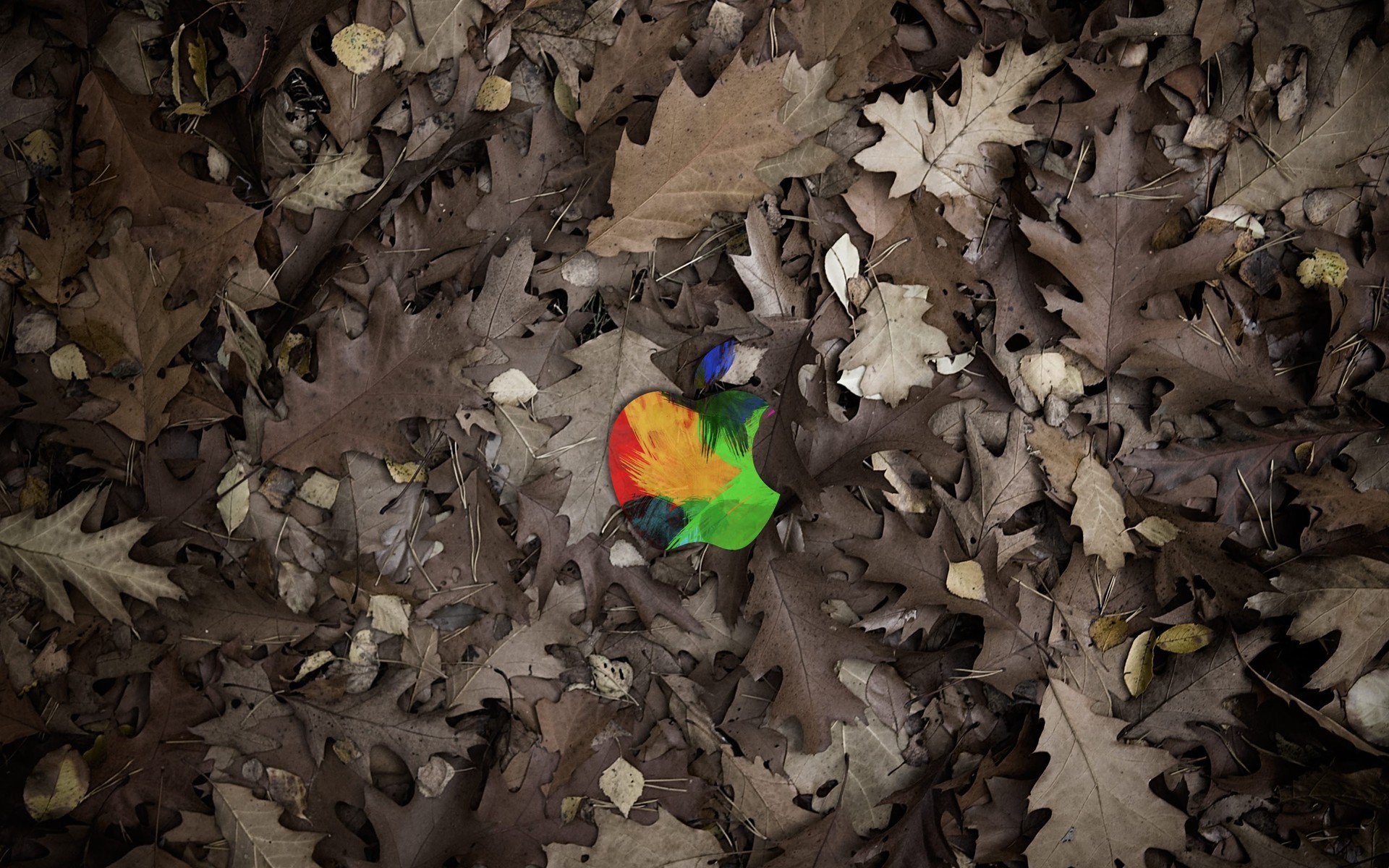 multicolor, Apple Inc., leaves, fallen leaves - desktop wallpaper