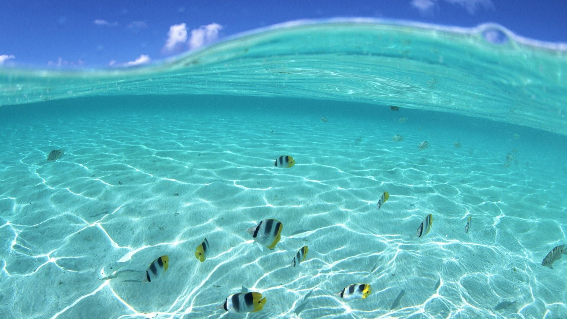ocean, nature, fish, split-view, sea - desktop wallpaper