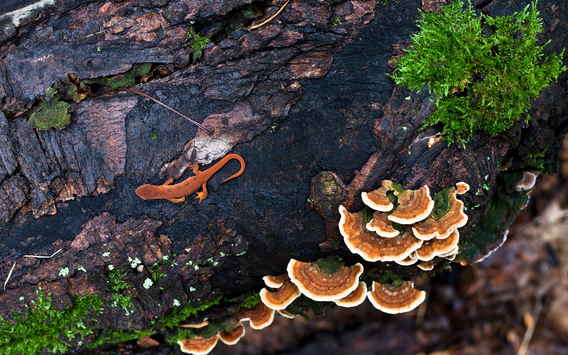 mushrooms, lizards - desktop wallpaper