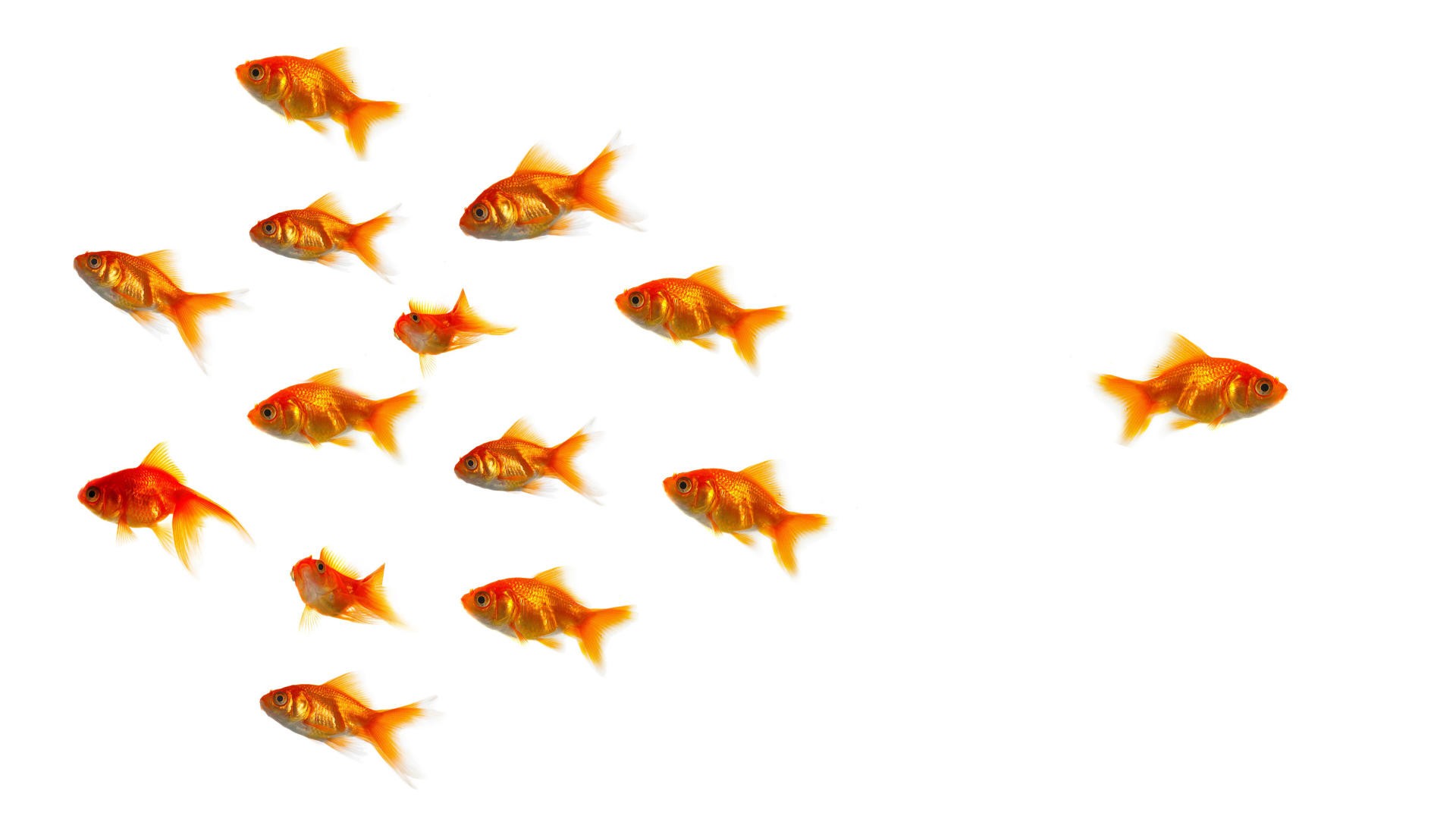 goldfish - desktop wallpaper