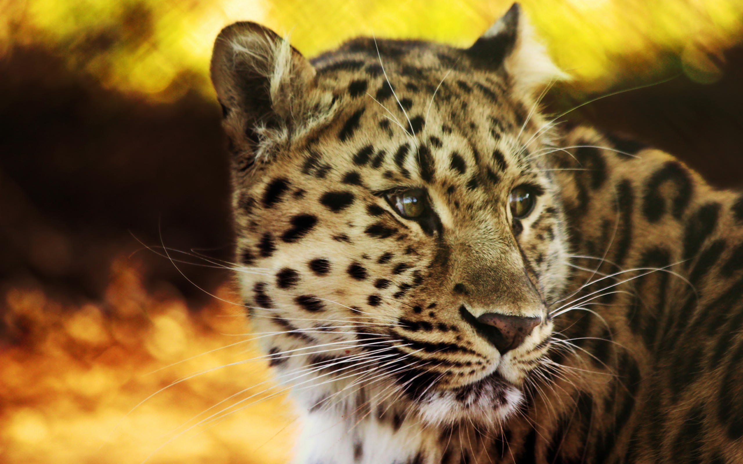animals, bokeh, leopards - desktop wallpaper