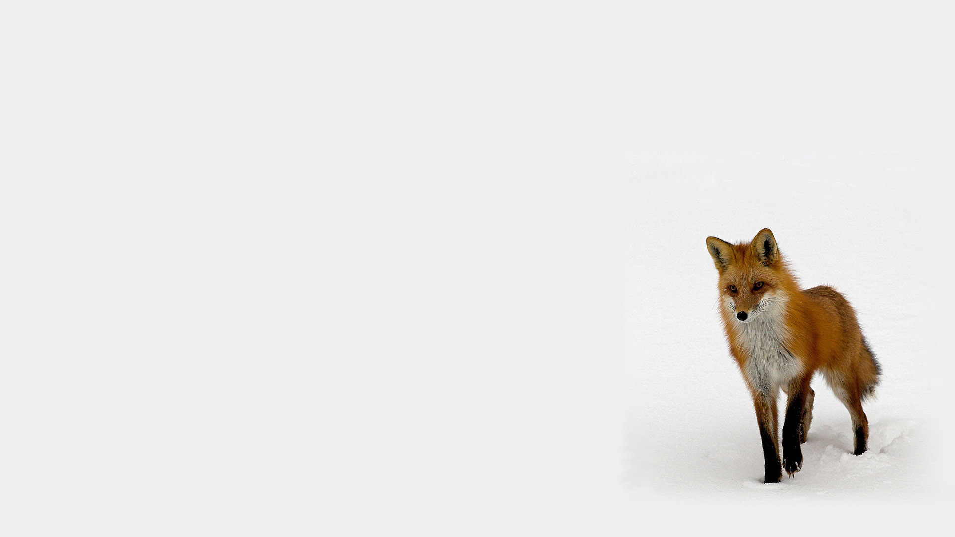 animals, foxes - desktop wallpaper