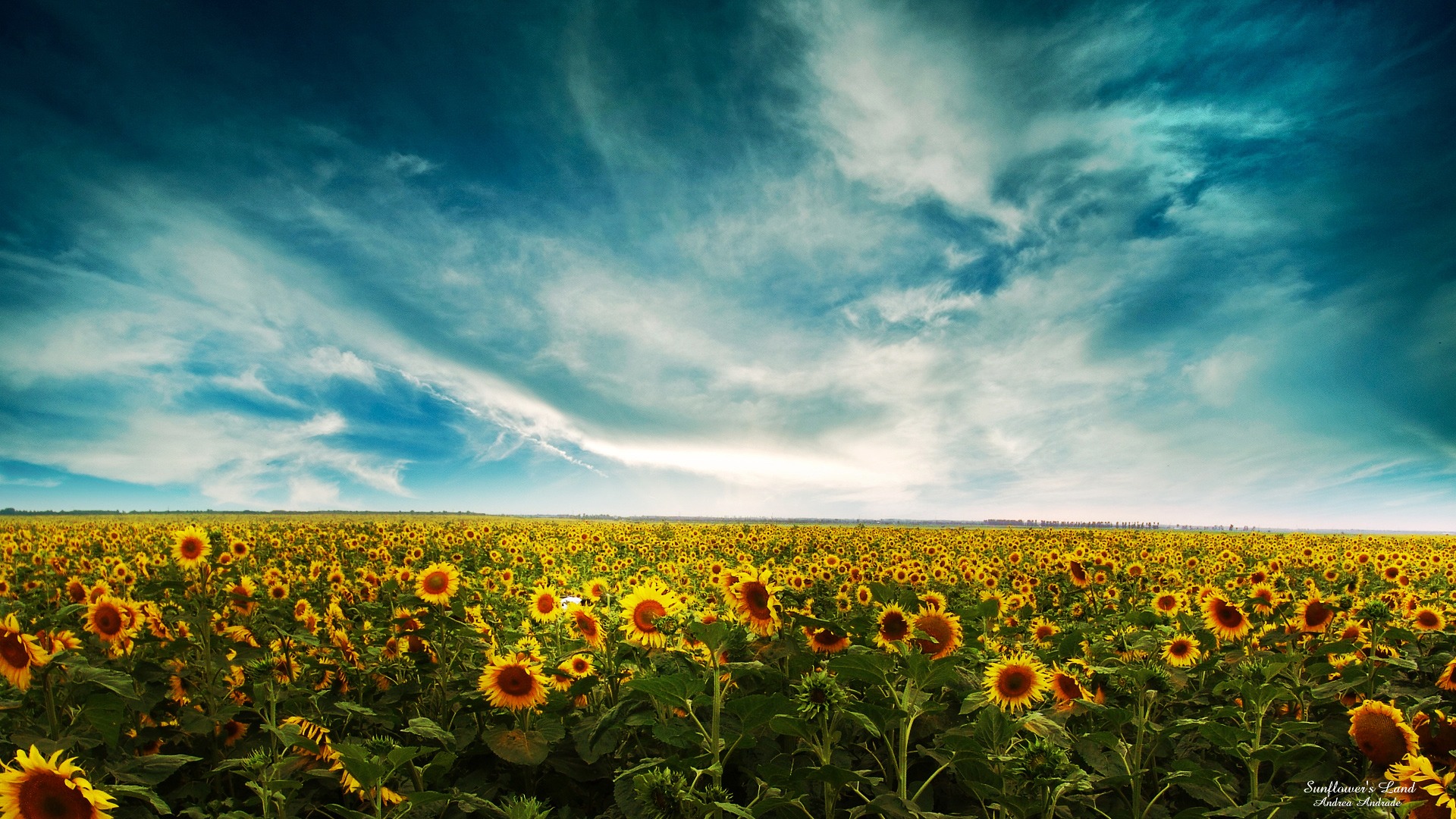 sunflowers - desktop wallpaper