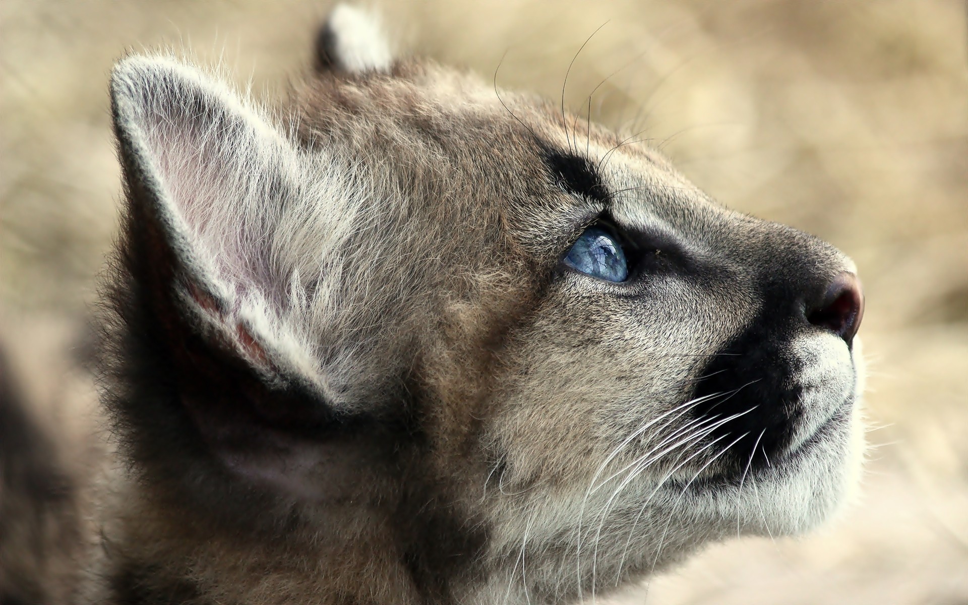 blue eyes, animals - desktop wallpaper