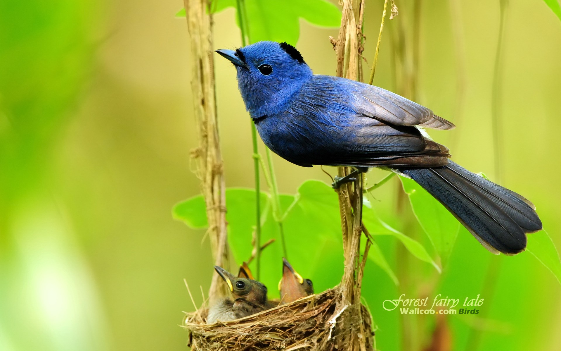 birds, animals, Blue Flycatchers - desktop wallpaper