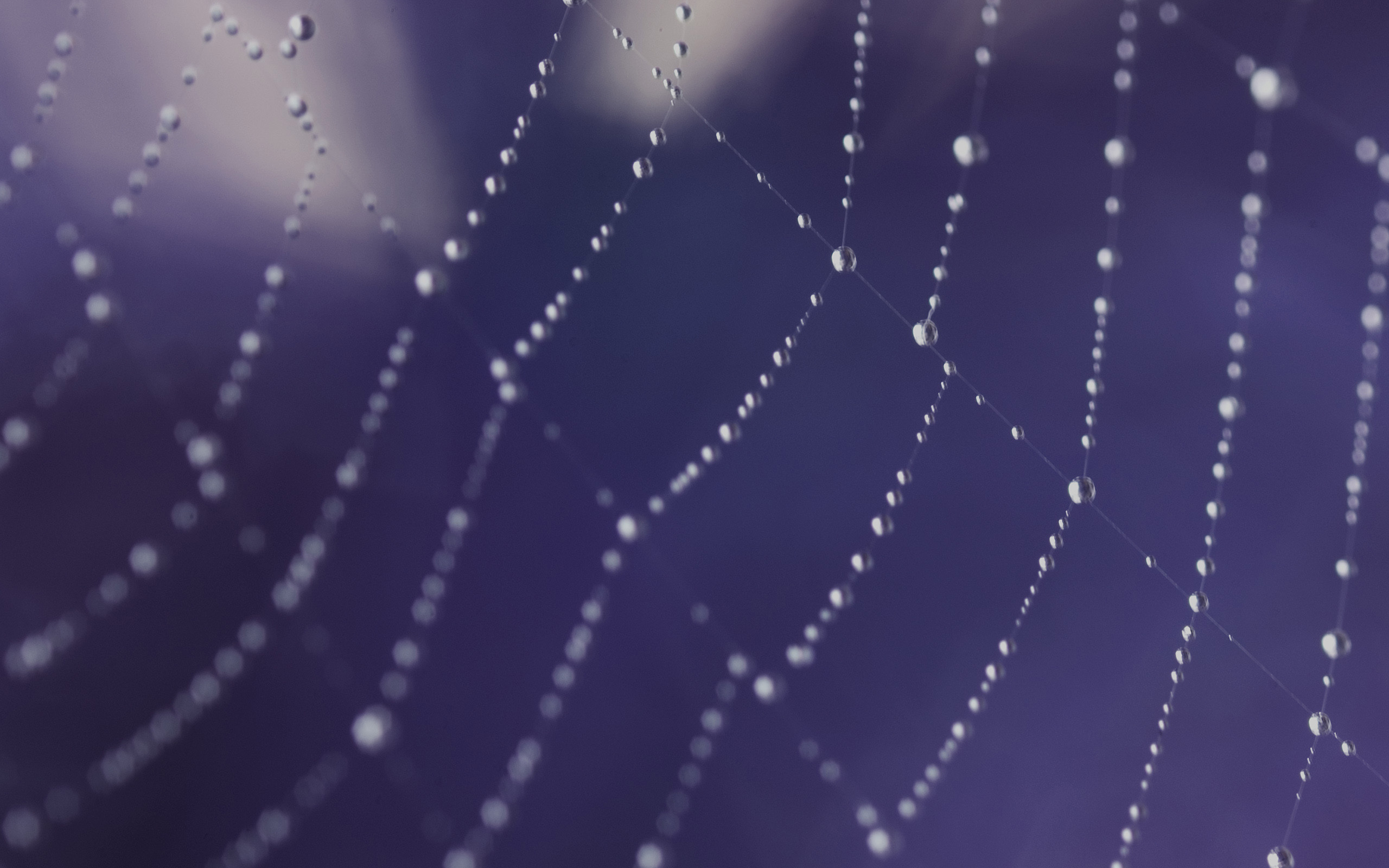 spider webs - desktop wallpaper