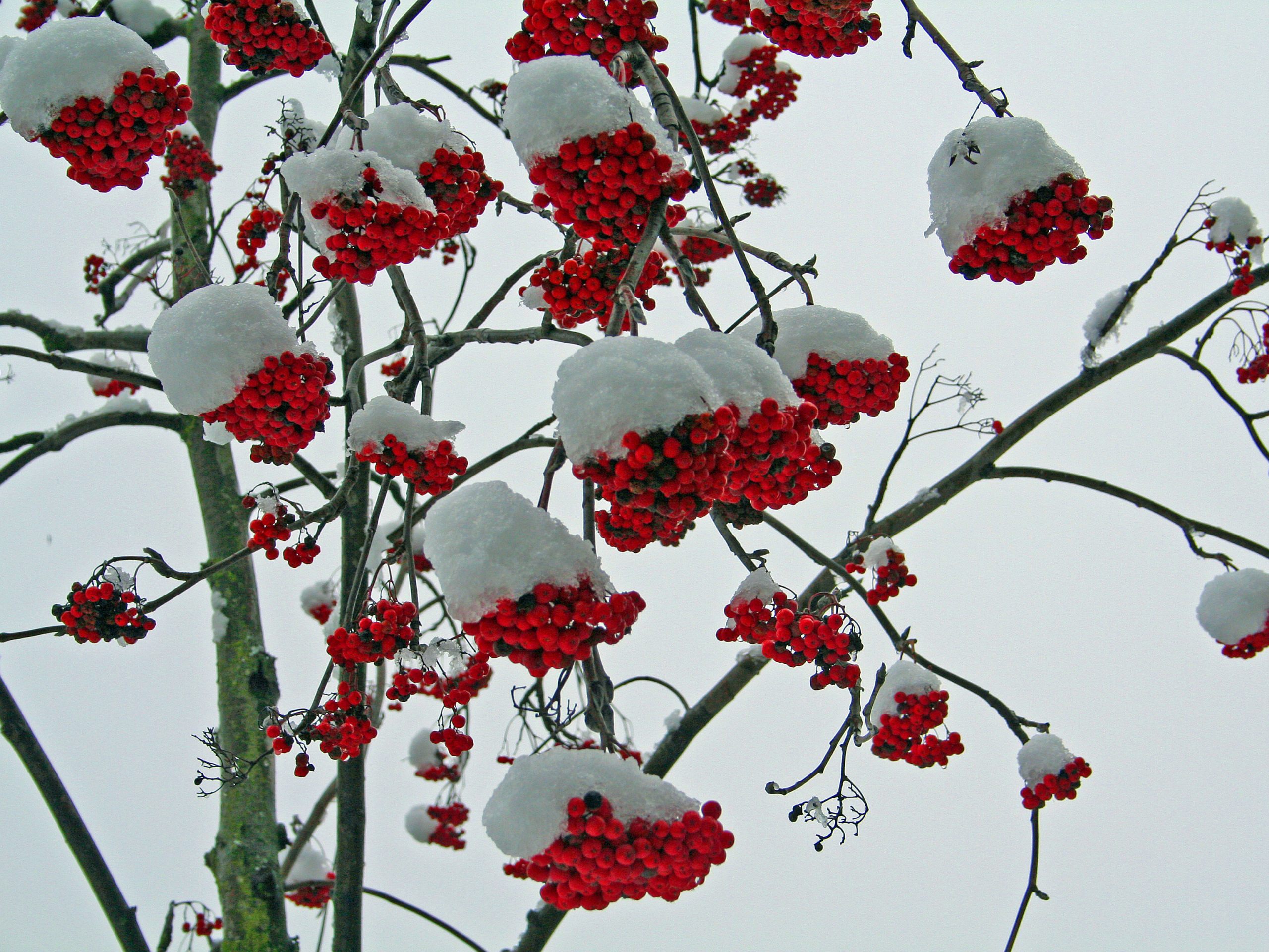 winter, snow, rowan tree, berries - desktop wallpaper