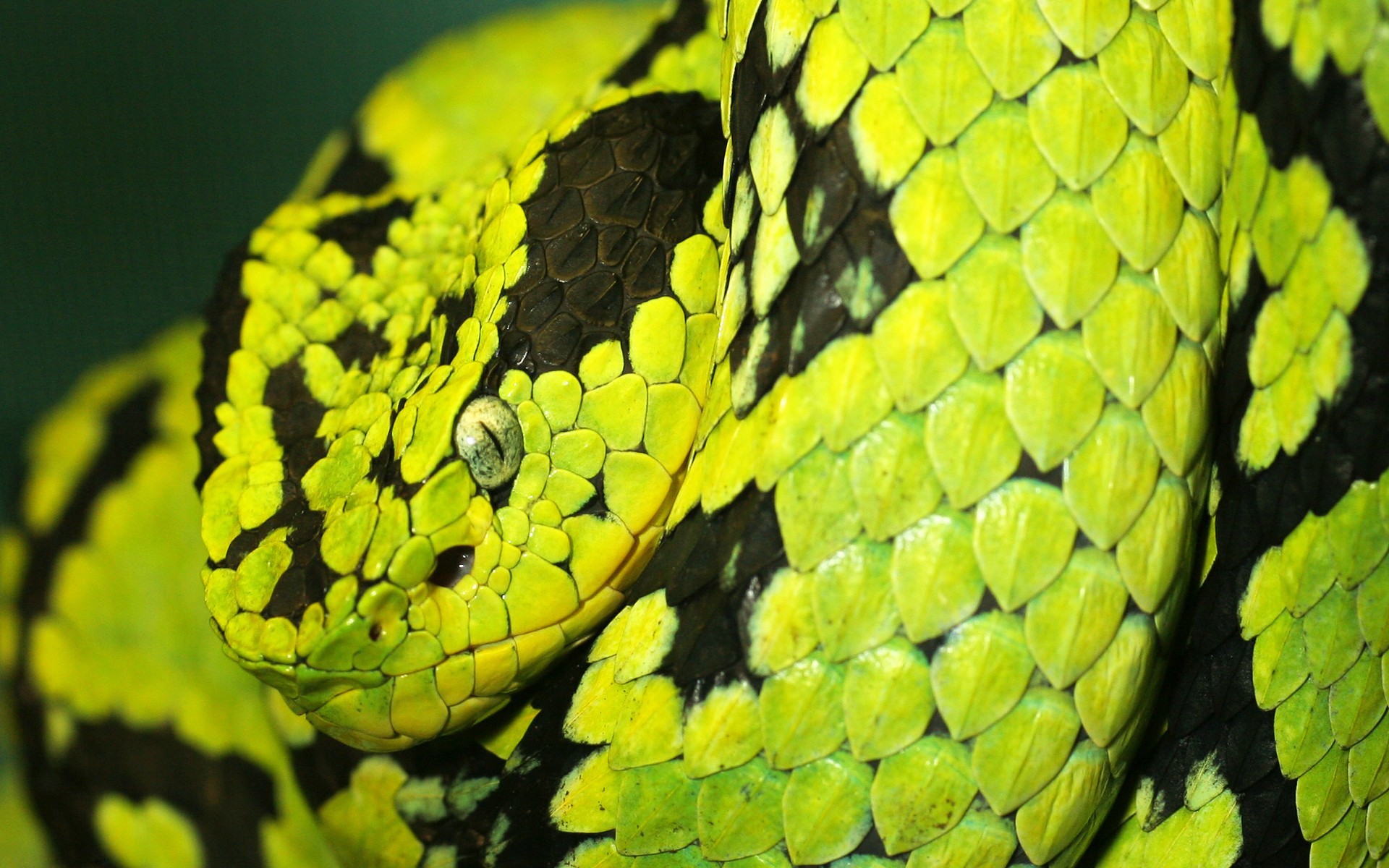 snakes, toxic, Guatemalan Palm Viper - desktop wallpaper