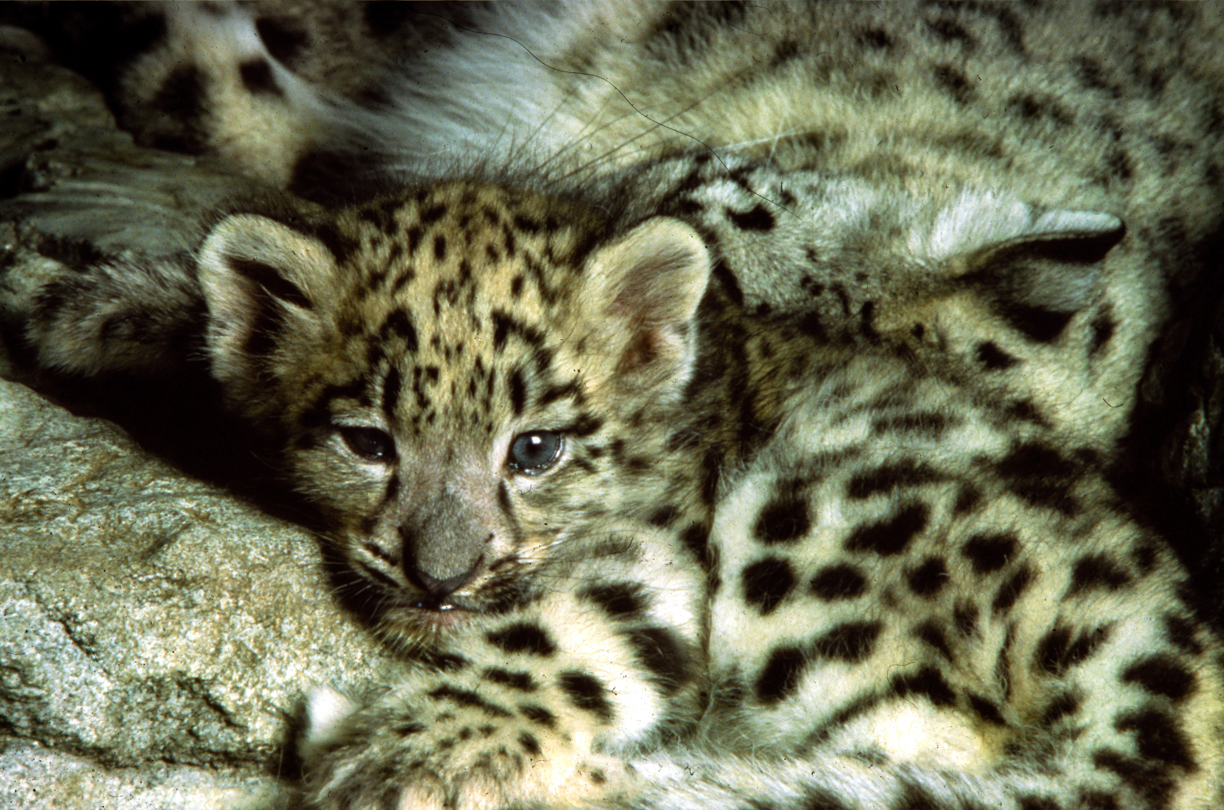 snow leopards, cubs - desktop wallpaper
