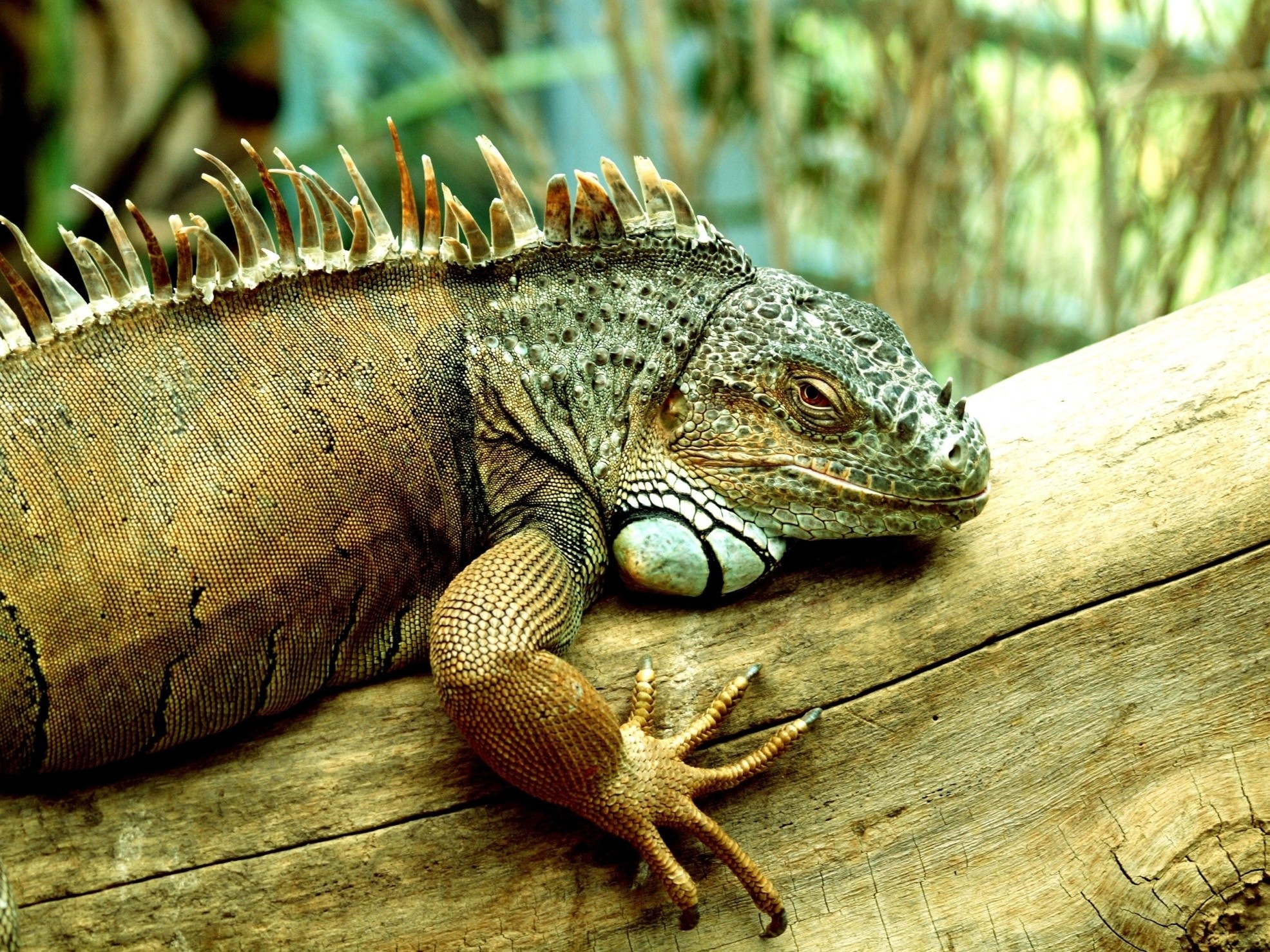 iguana - desktop wallpaper