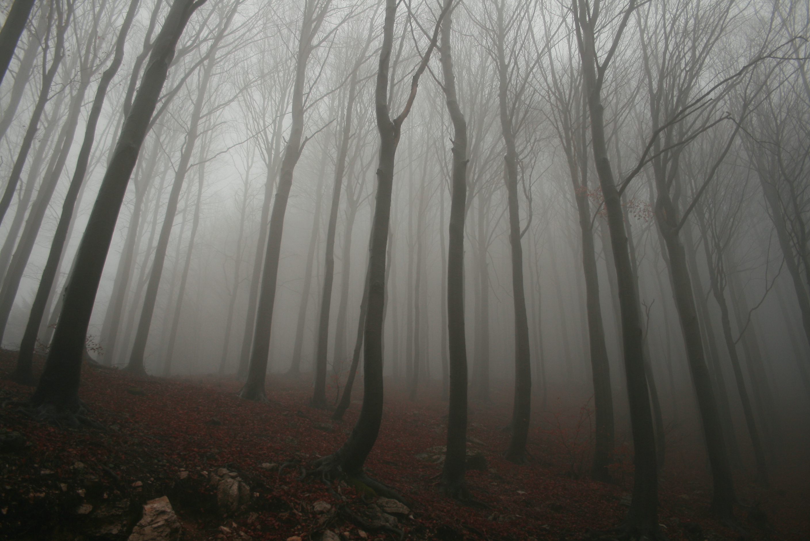 trees, fog, mist, woods - desktop wallpaper