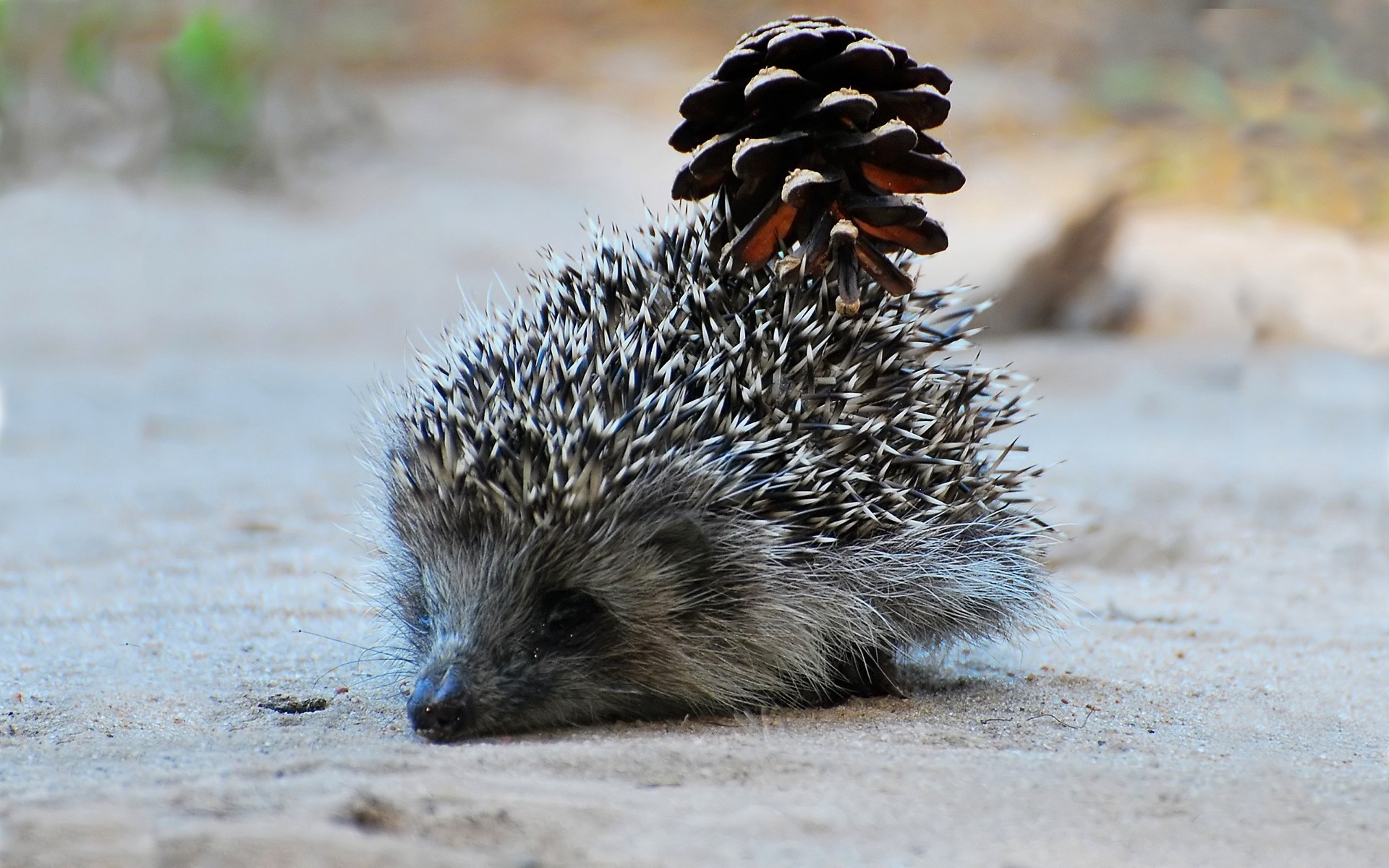 animals, hedgehogs, pinecones - desktop wallpaper
