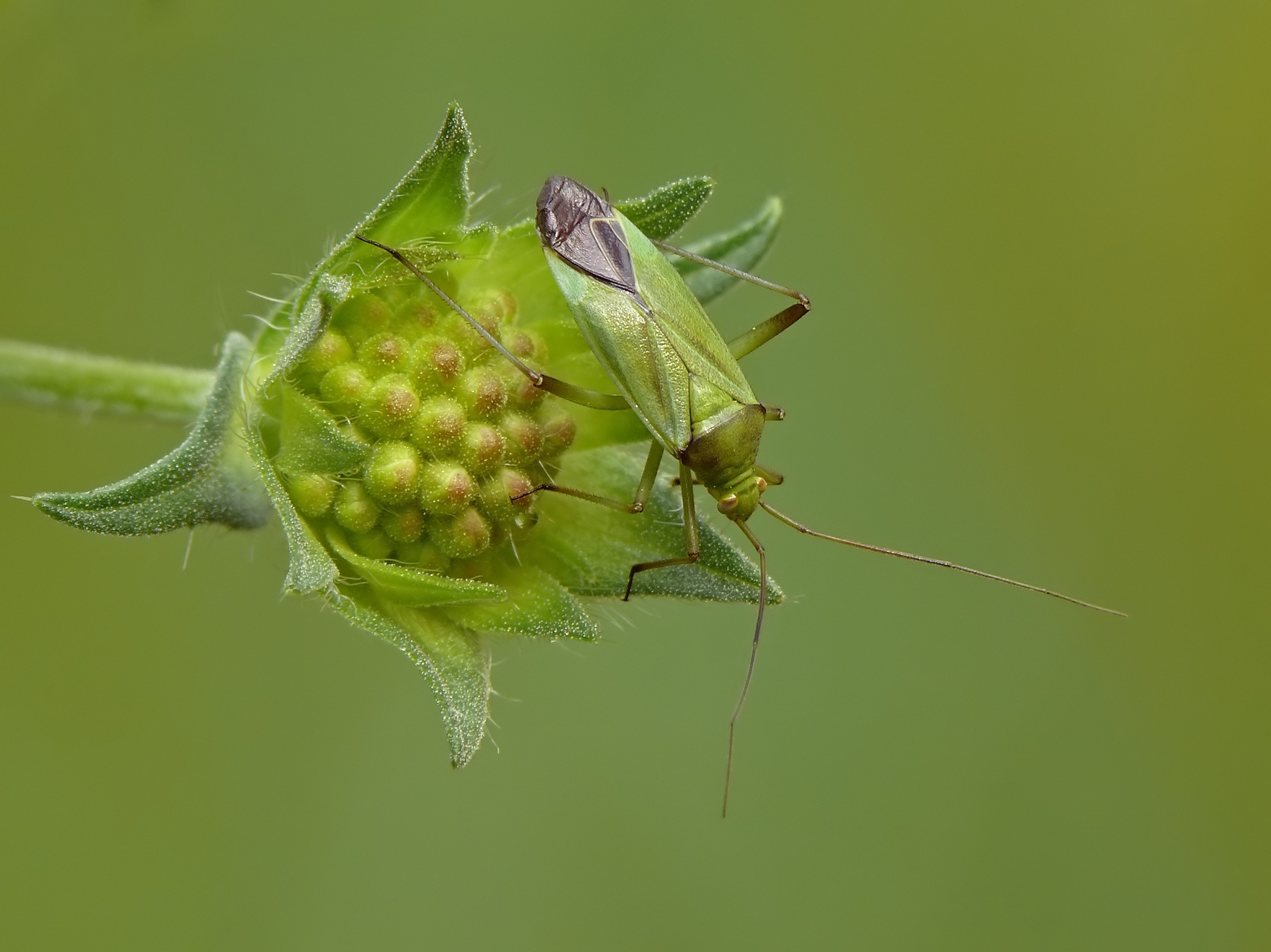 green, animals, insects, leaves, beetles, Shield Bug, depth of field - desktop wallpaper