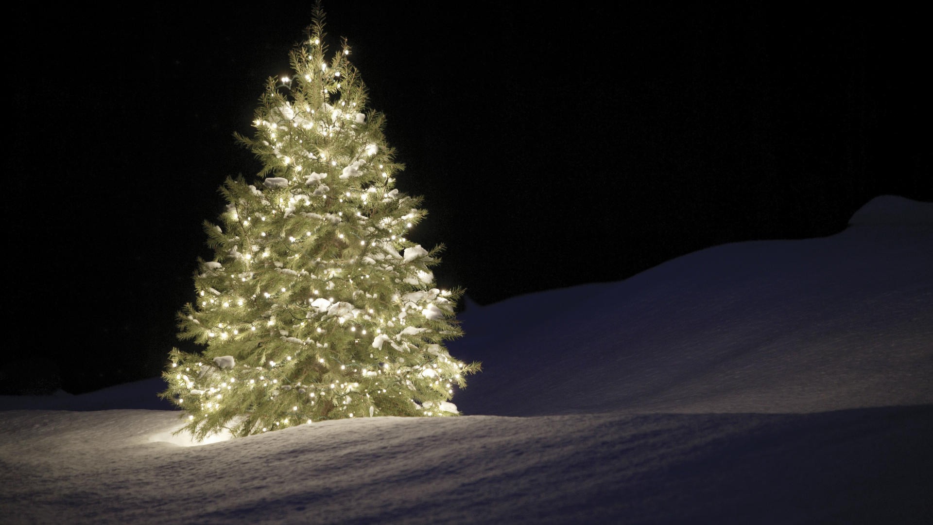 night, Christmas trees, silent - desktop wallpaper