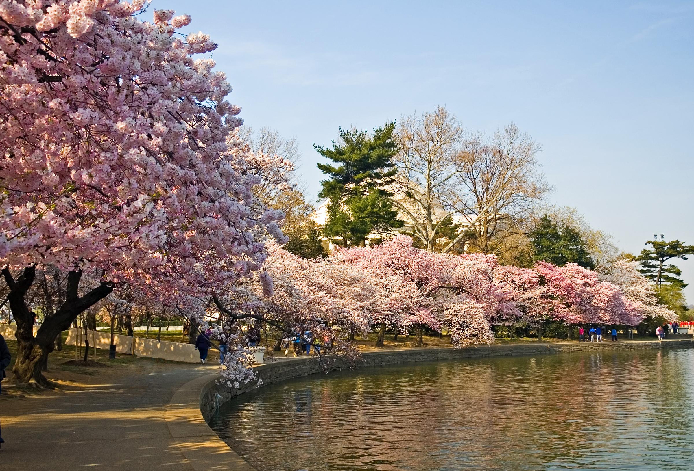 cherry blossoms, lakes - desktop wallpaper