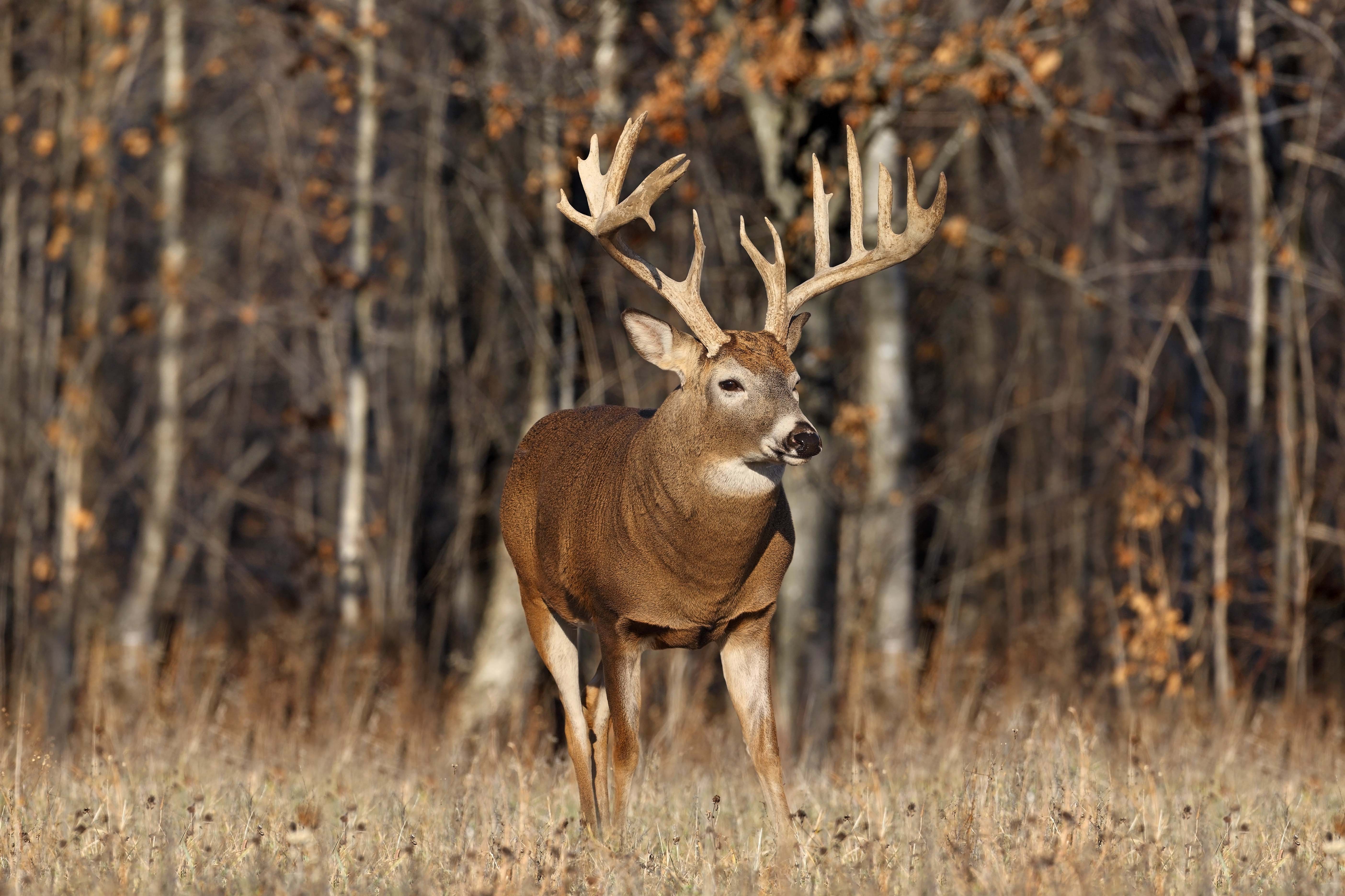 wildlife, deer - desktop wallpaper