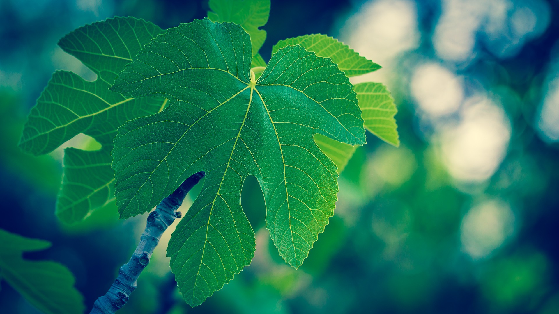 green, blue, nature, leaves, macro - desktop wallpaper