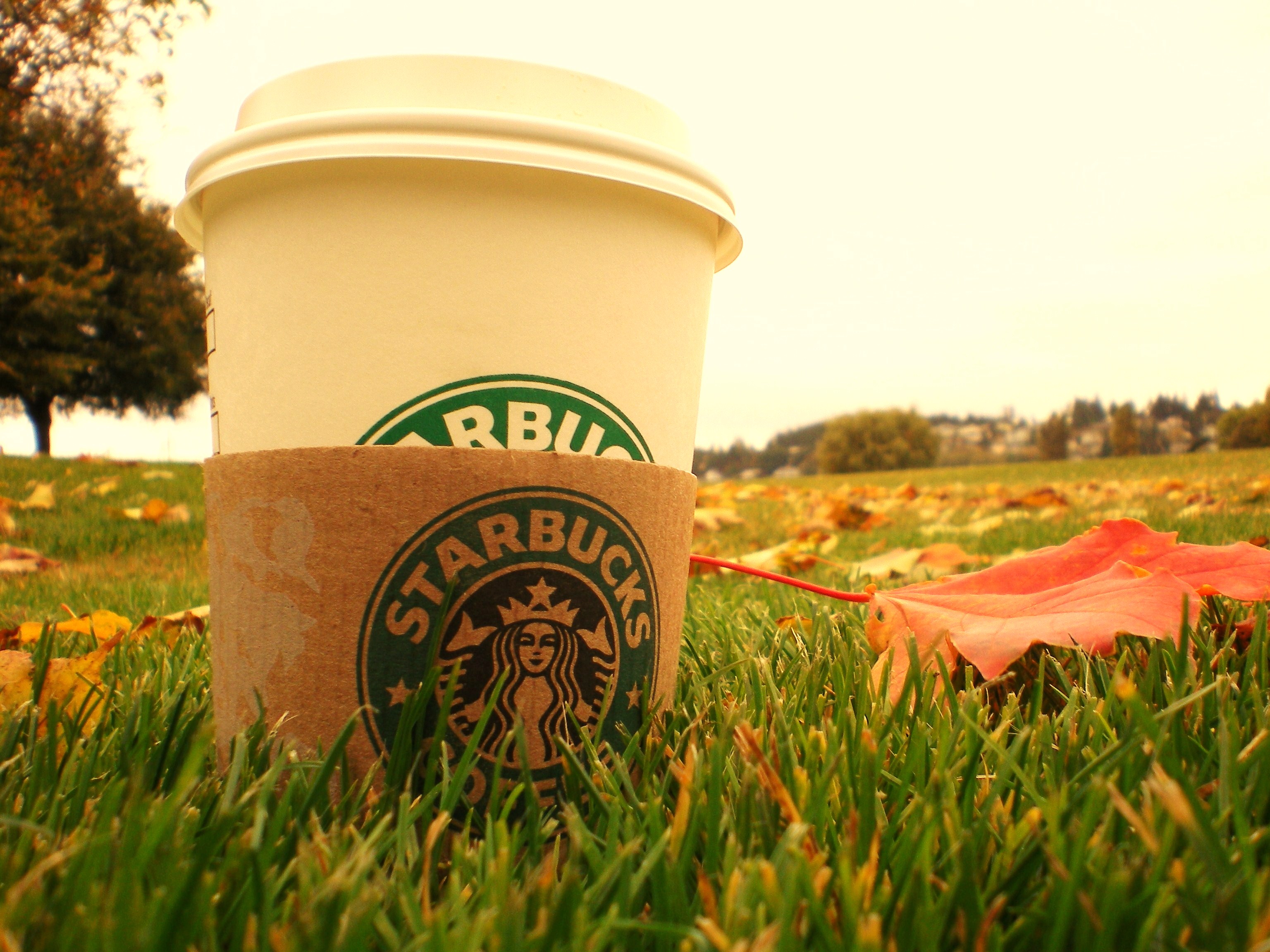 coffee, grass, Starbucks - desktop wallpaper