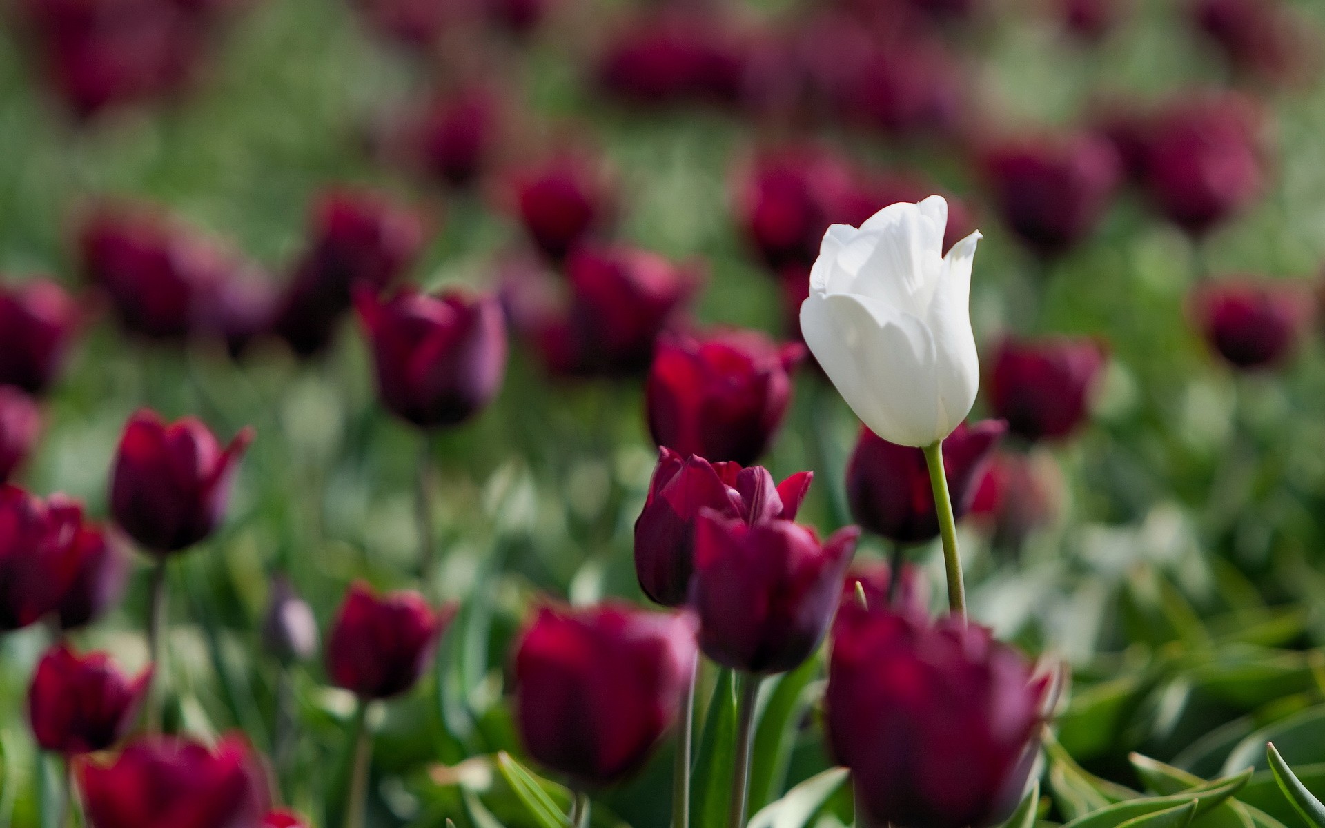 flowers, tulips, depth of field - desktop wallpaper