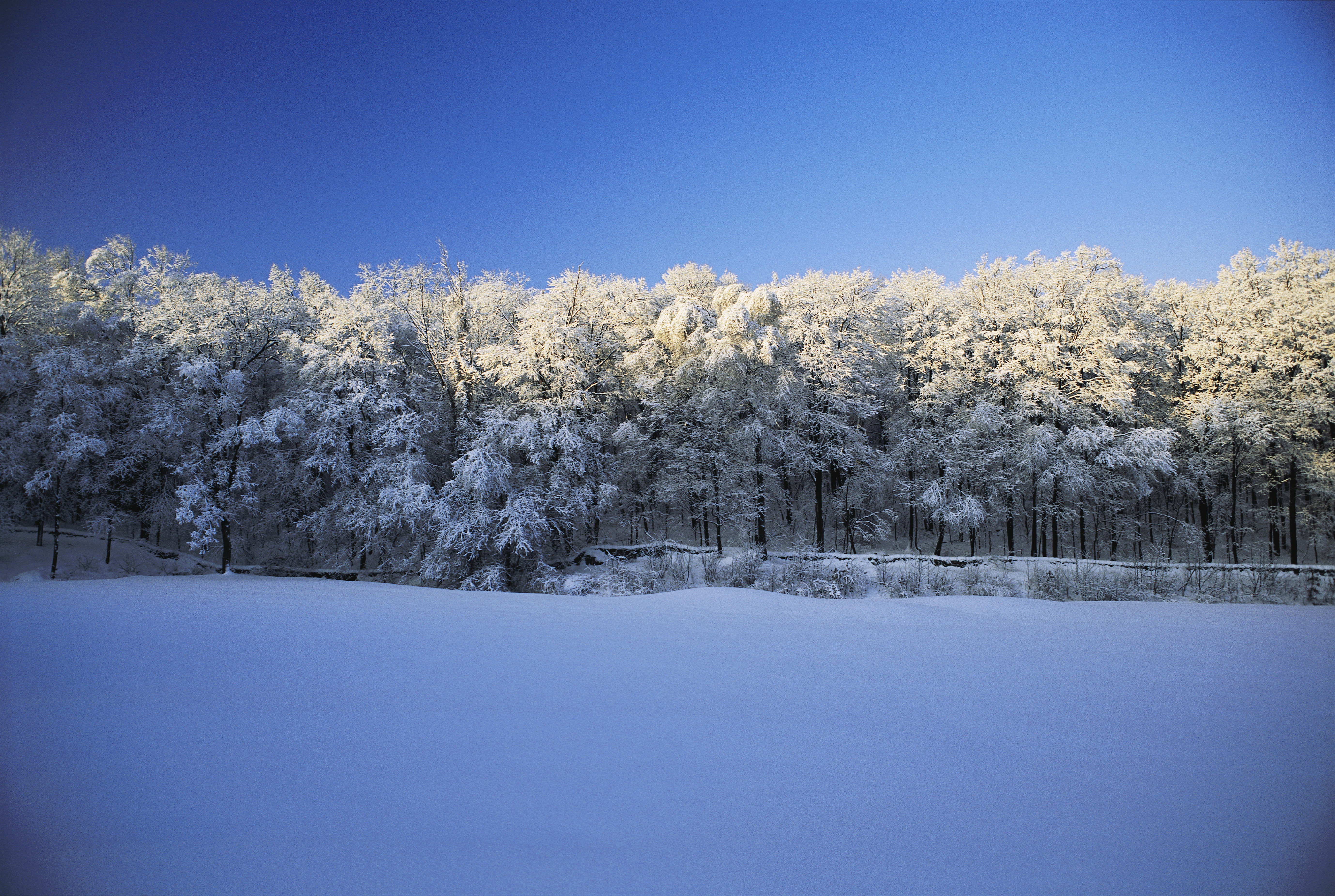 landscapes, snow, trees, forests - desktop wallpaper