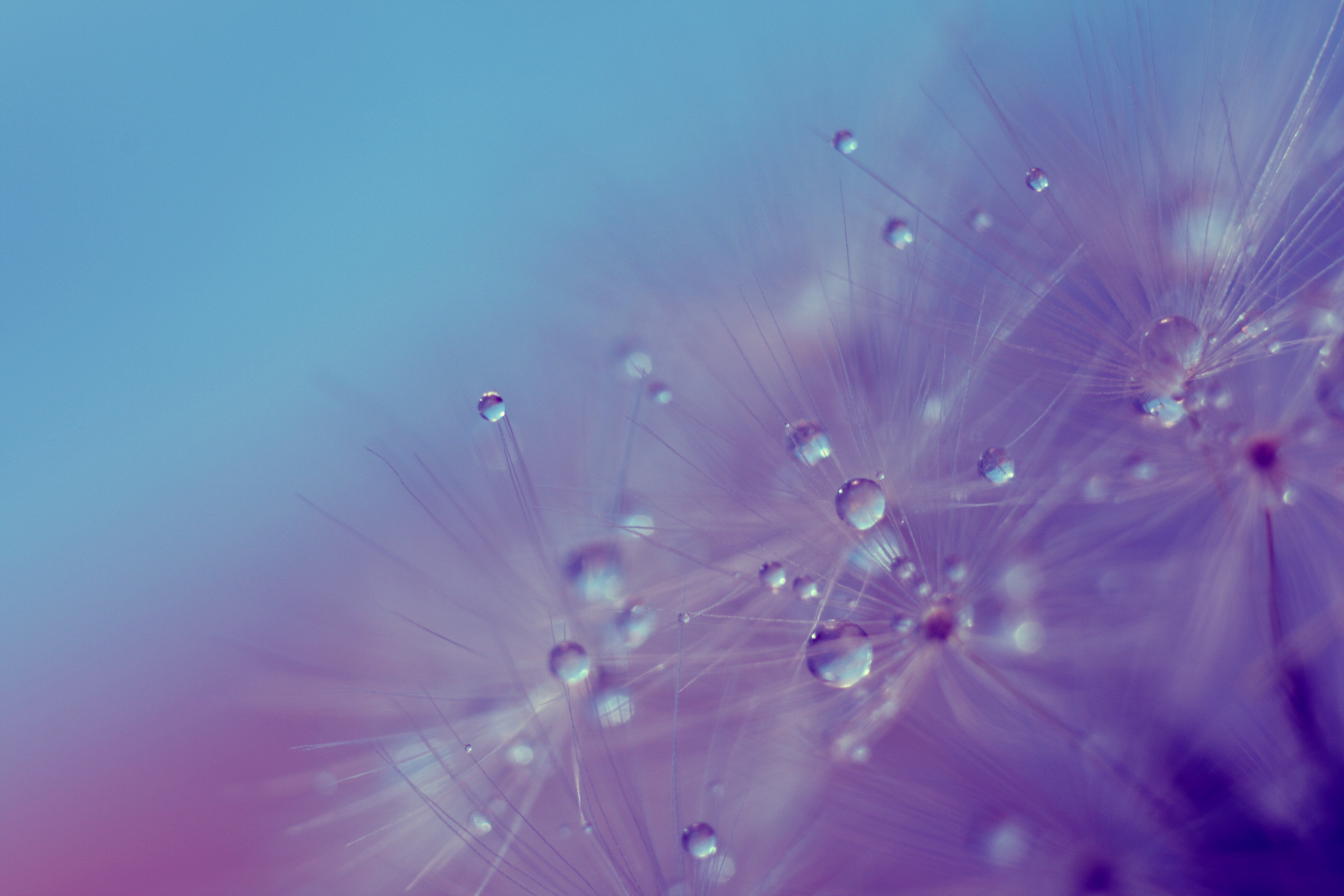 water drops, macro - desktop wallpaper