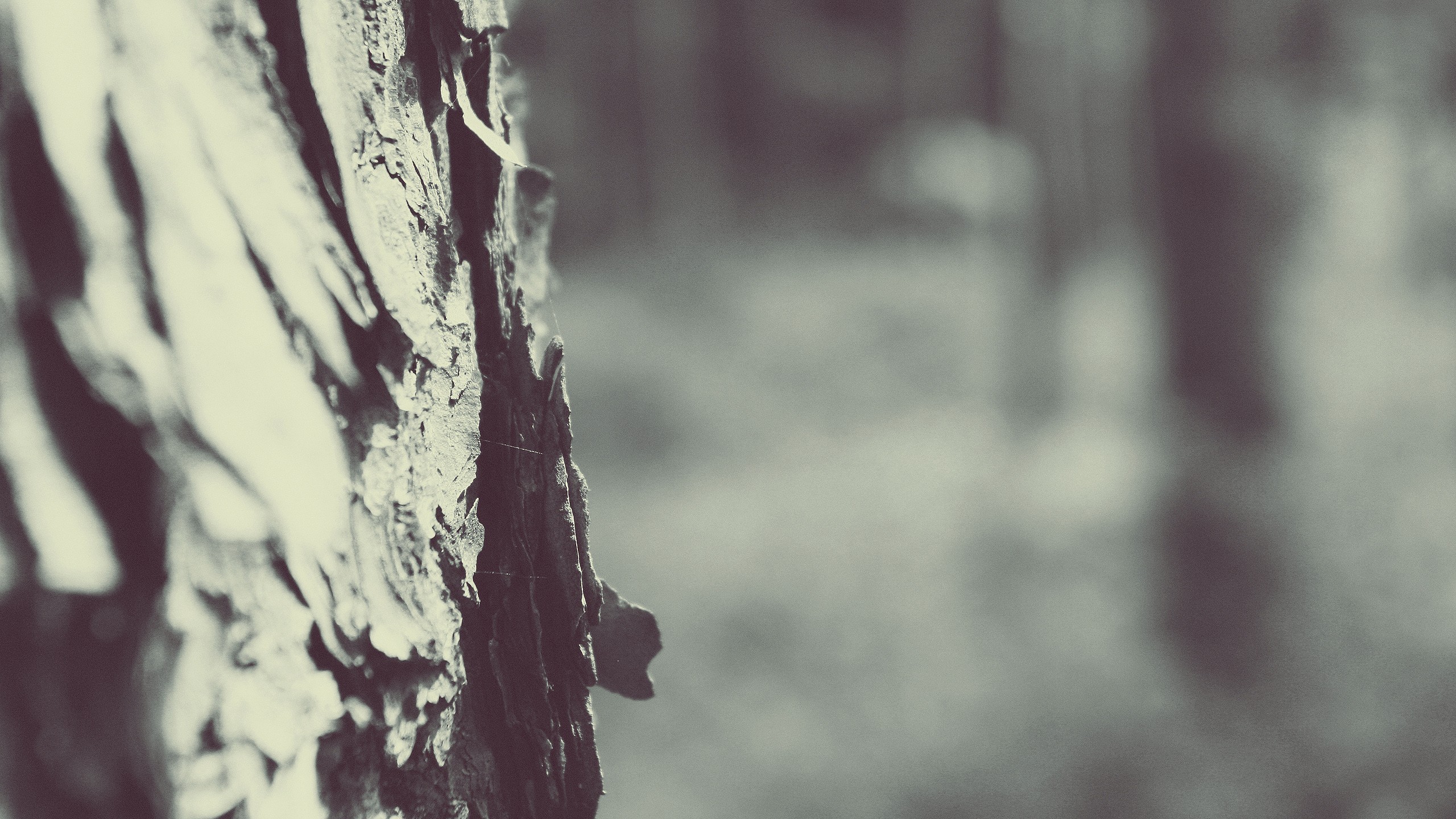trees, white, forests, bark, depth of field, blurred - desktop wallpaper