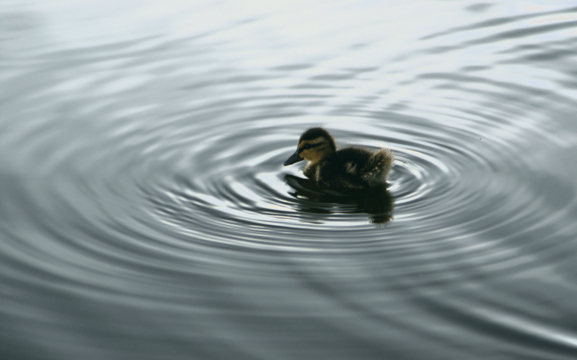 water, duckling, baby birds - desktop wallpaper
