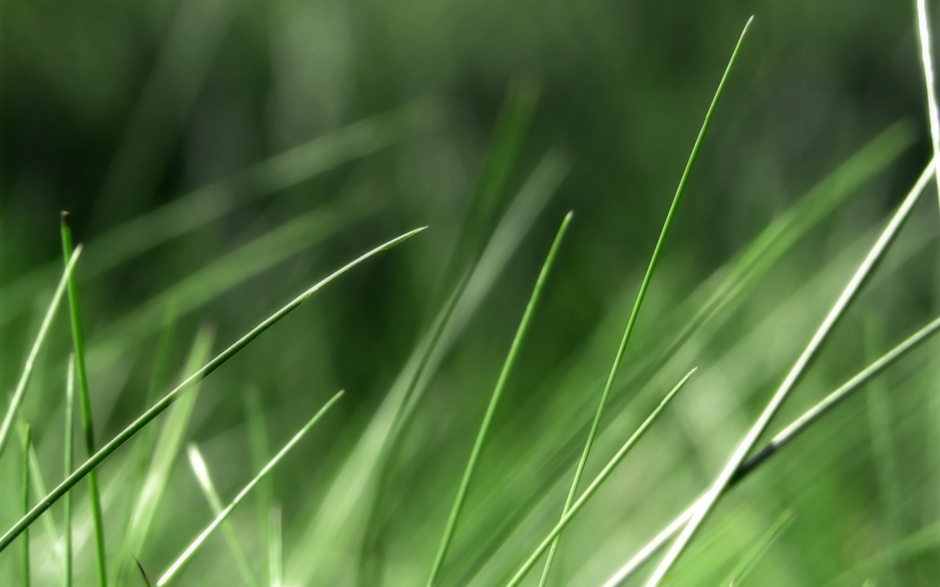 green, nature, grass, macro - desktop wallpaper