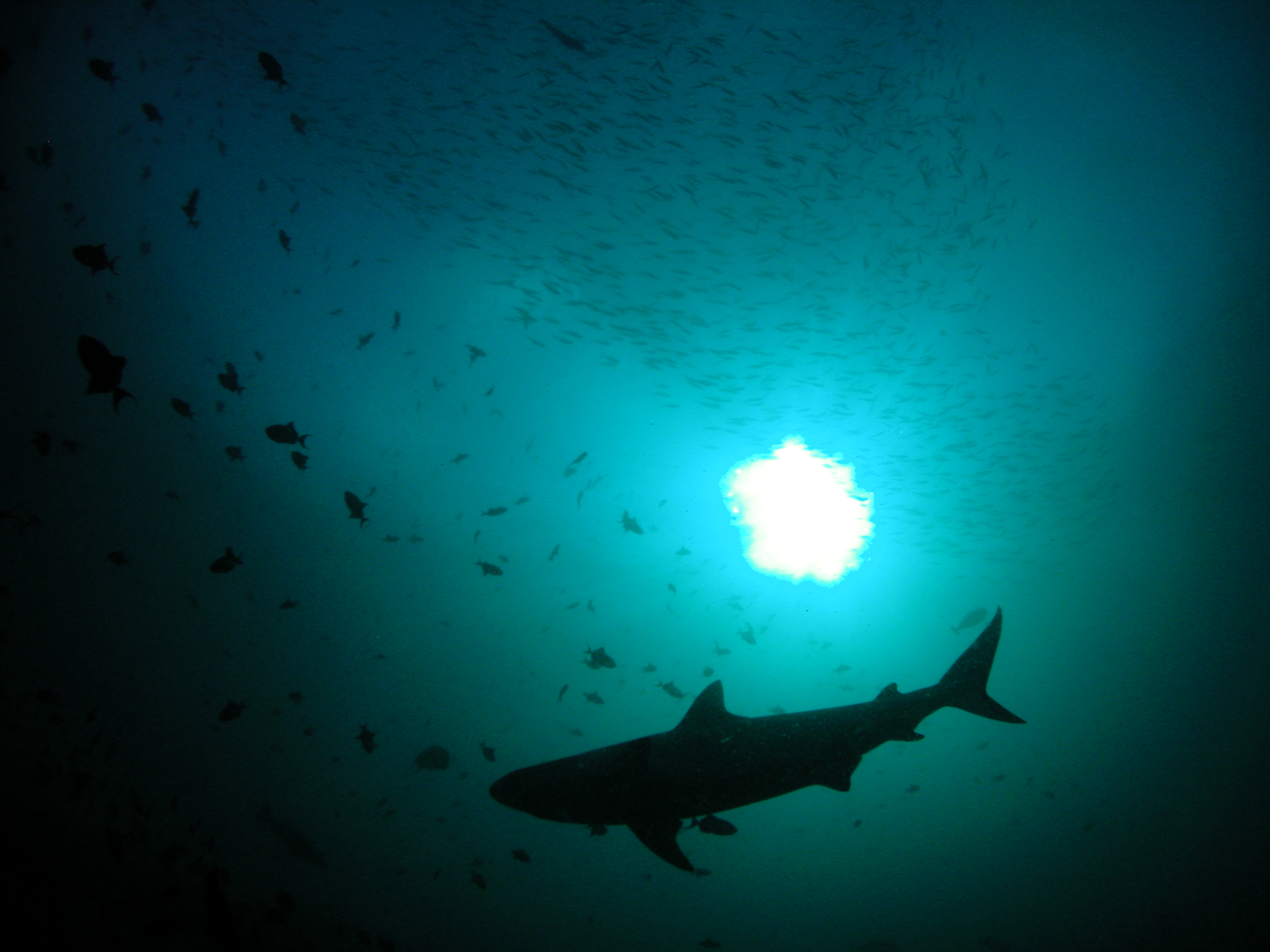 silhouettes, sharks - desktop wallpaper