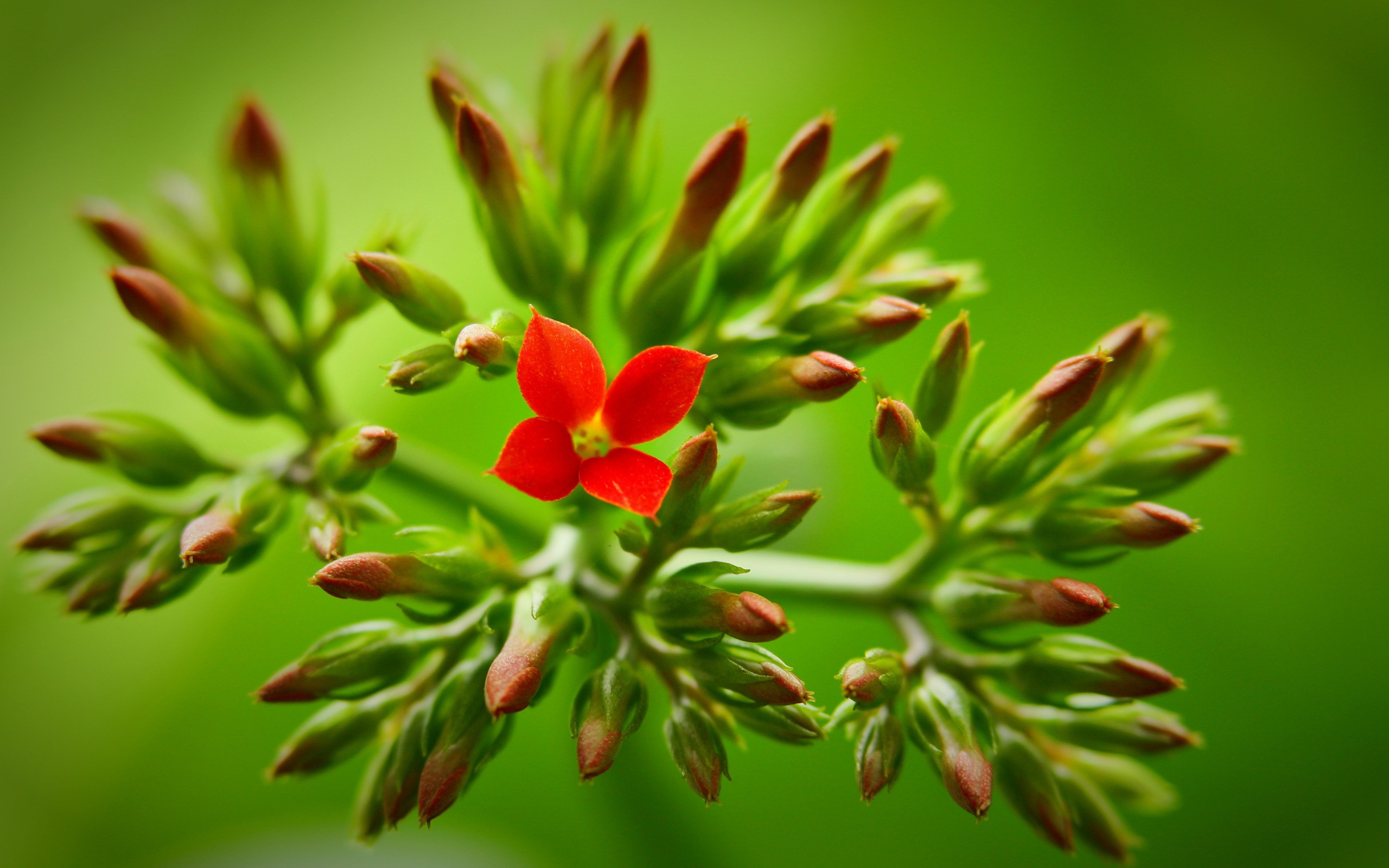 nature, flowers, depth of field - desktop wallpaper