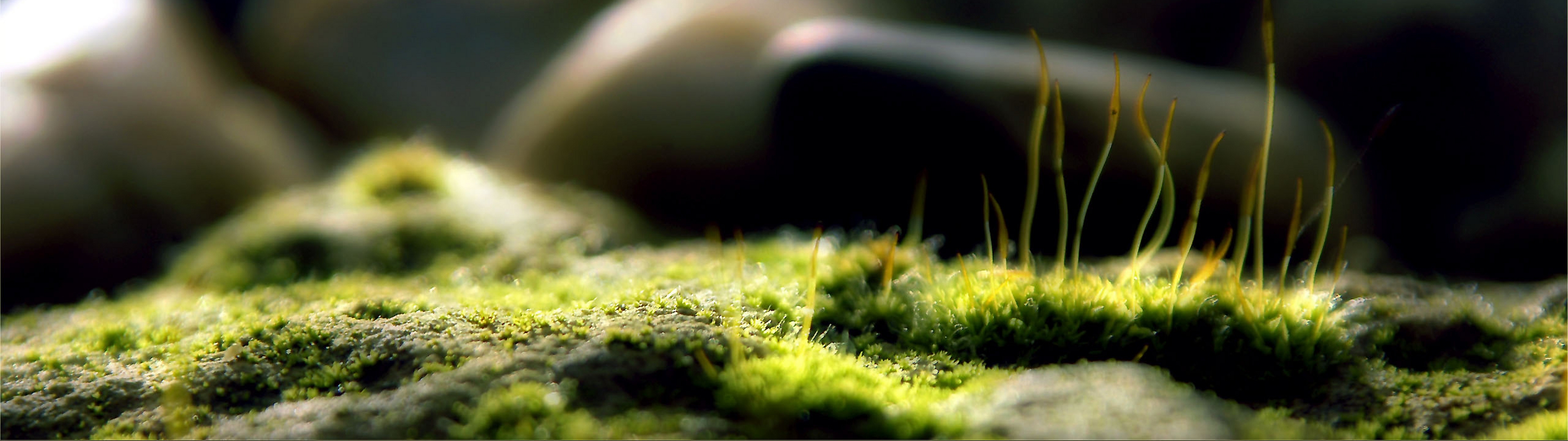 grass, macro, depth of field - desktop wallpaper
