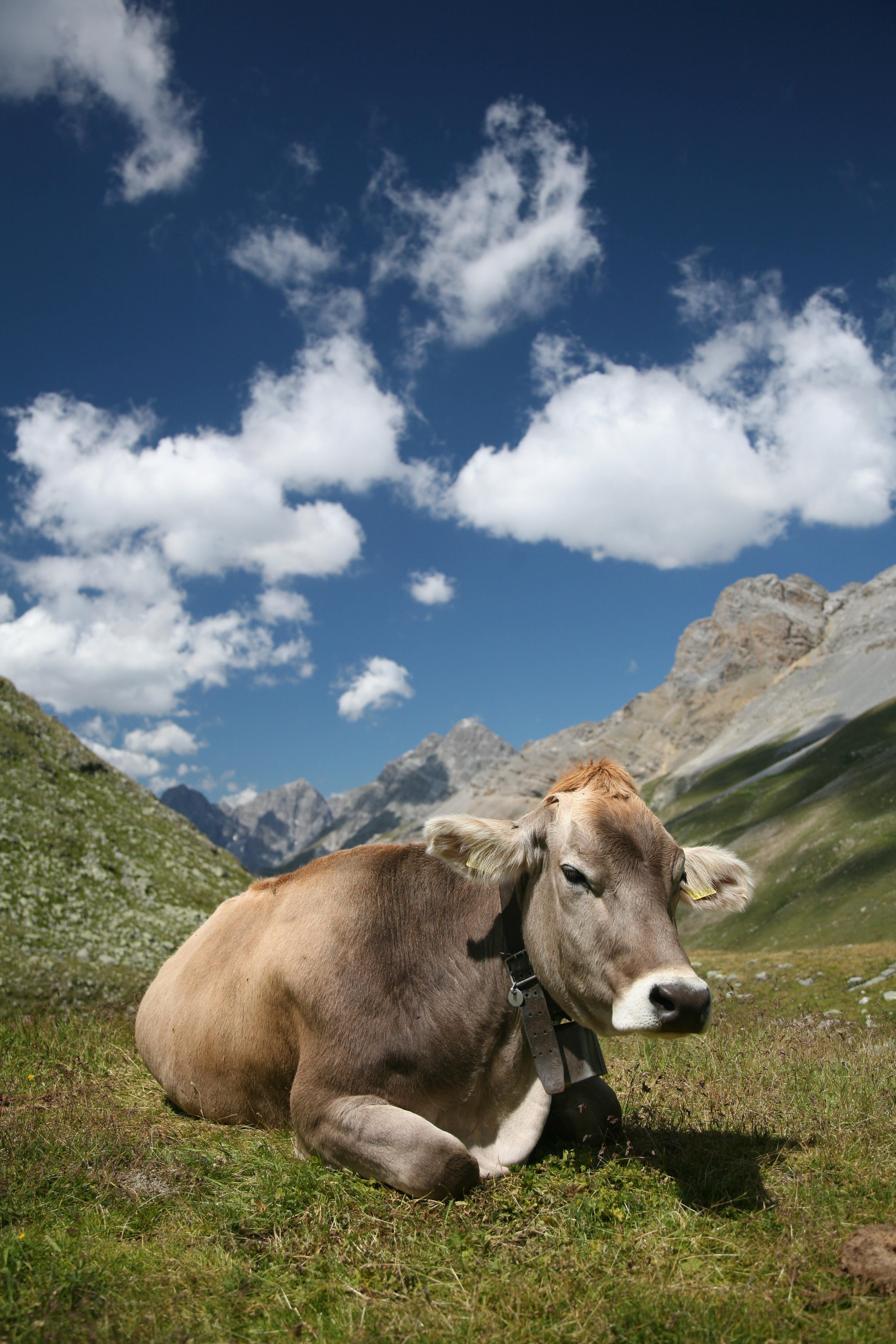 animals, cows - desktop wallpaper