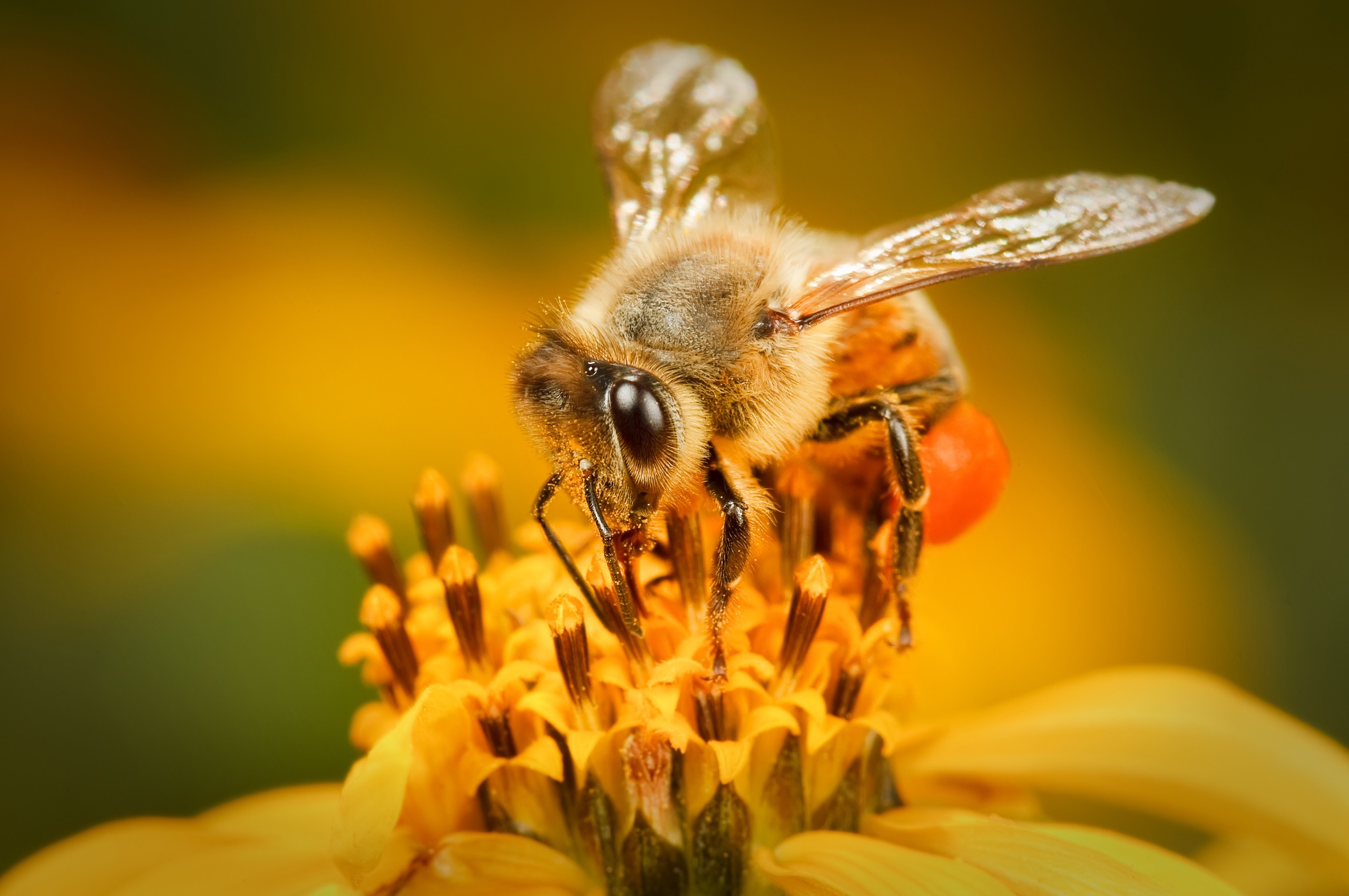 animals, bees - desktop wallpaper