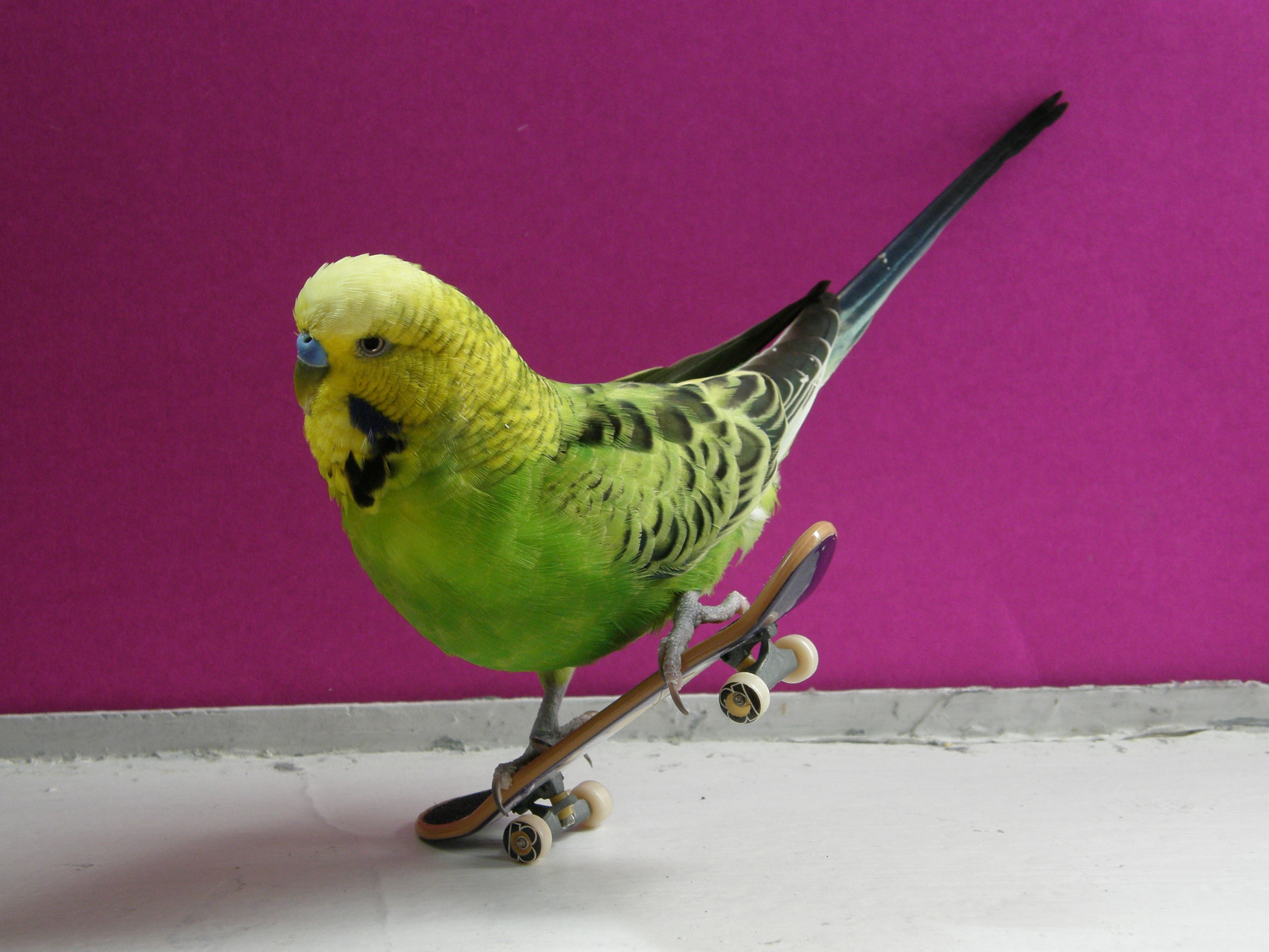 birds, skateboarding - desktop wallpaper