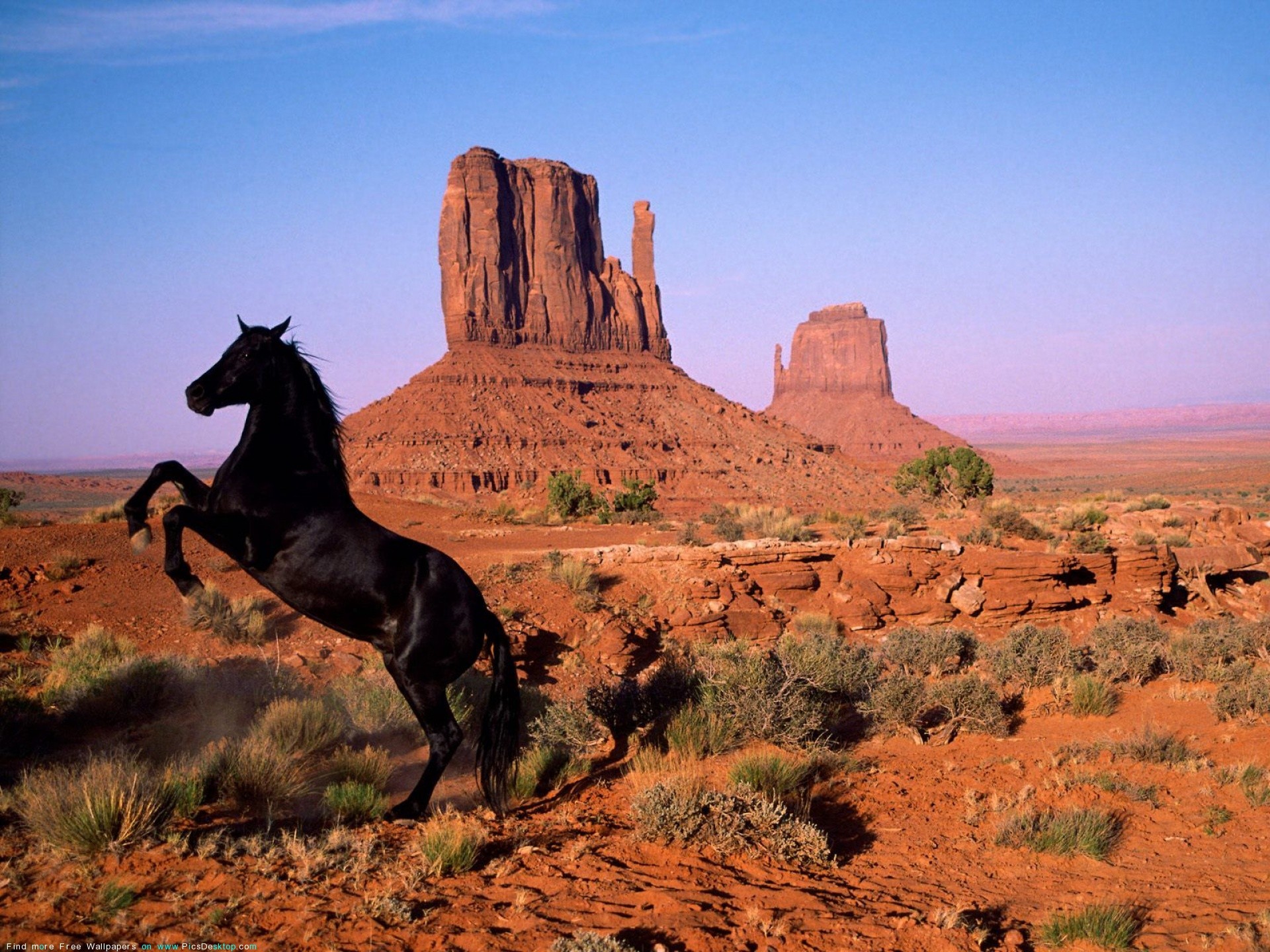 landscapes, animals, horses - desktop wallpaper