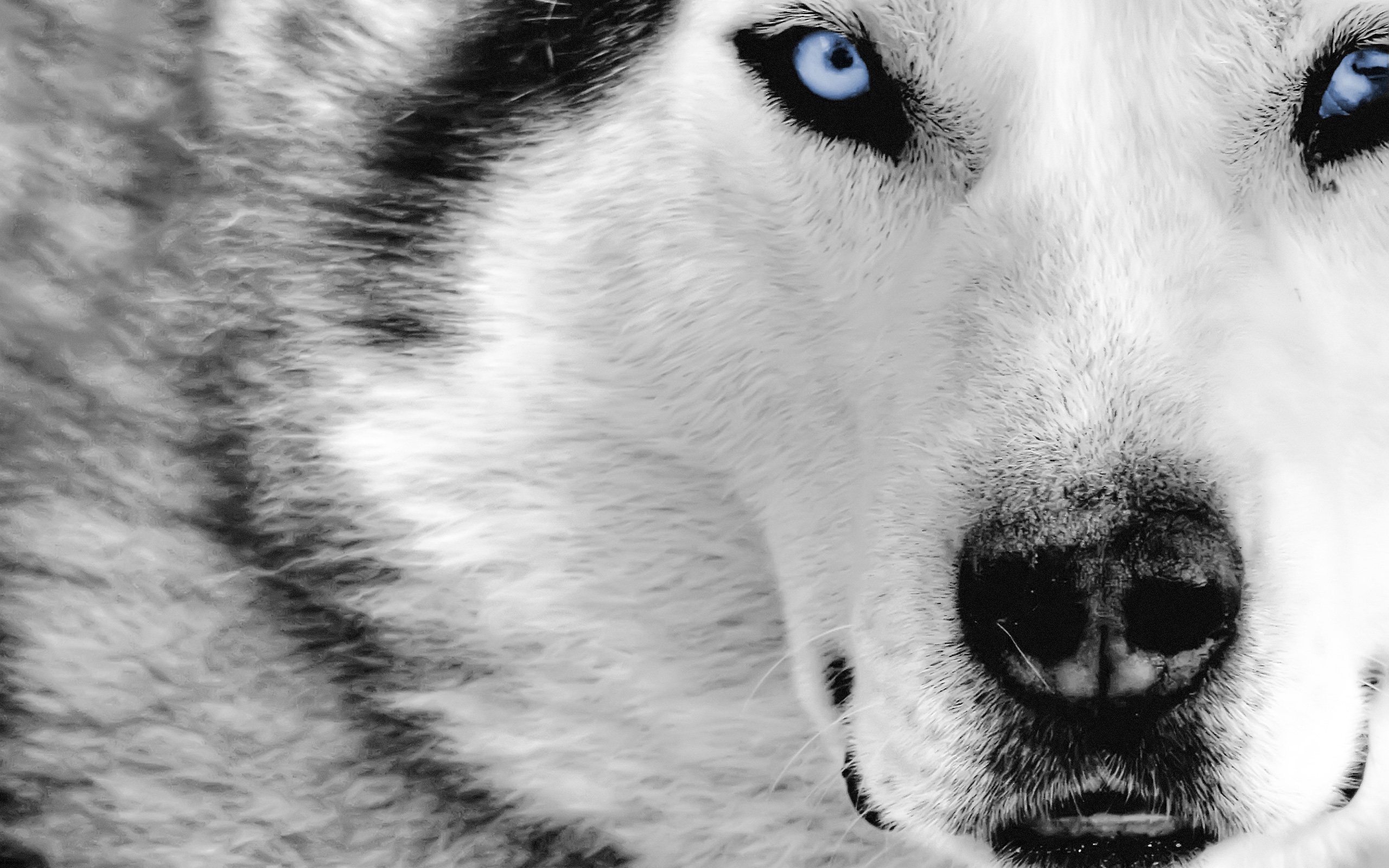 wolves - desktop wallpaper
