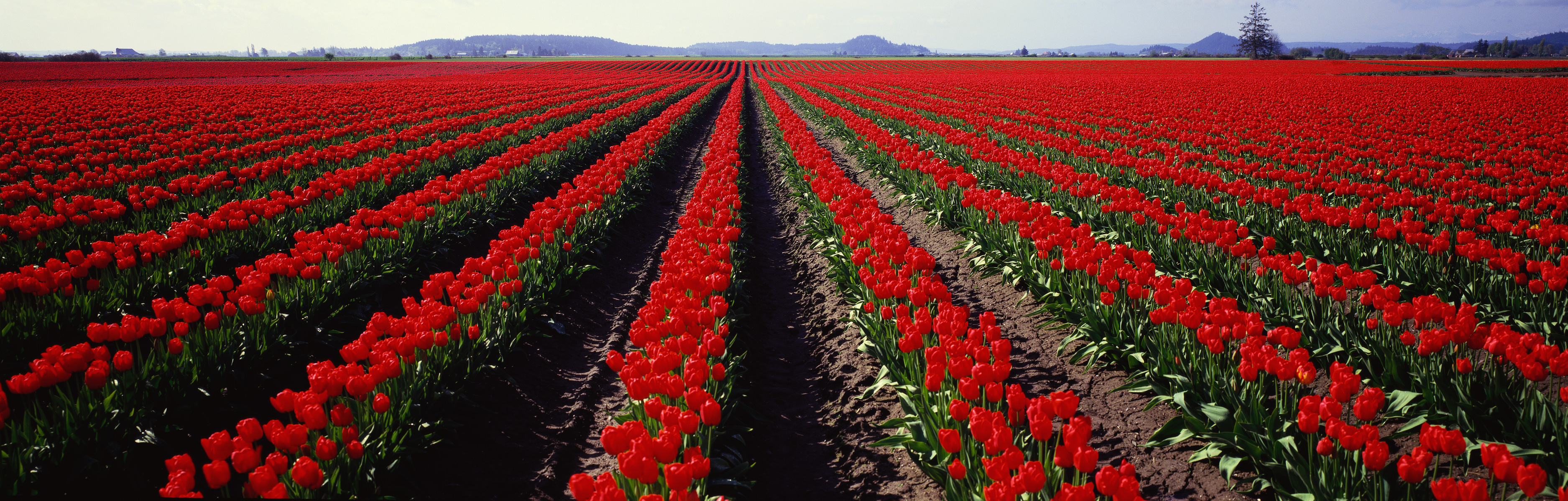 flowers, fields, tulips, panorama, multiscreen - desktop wallpaper